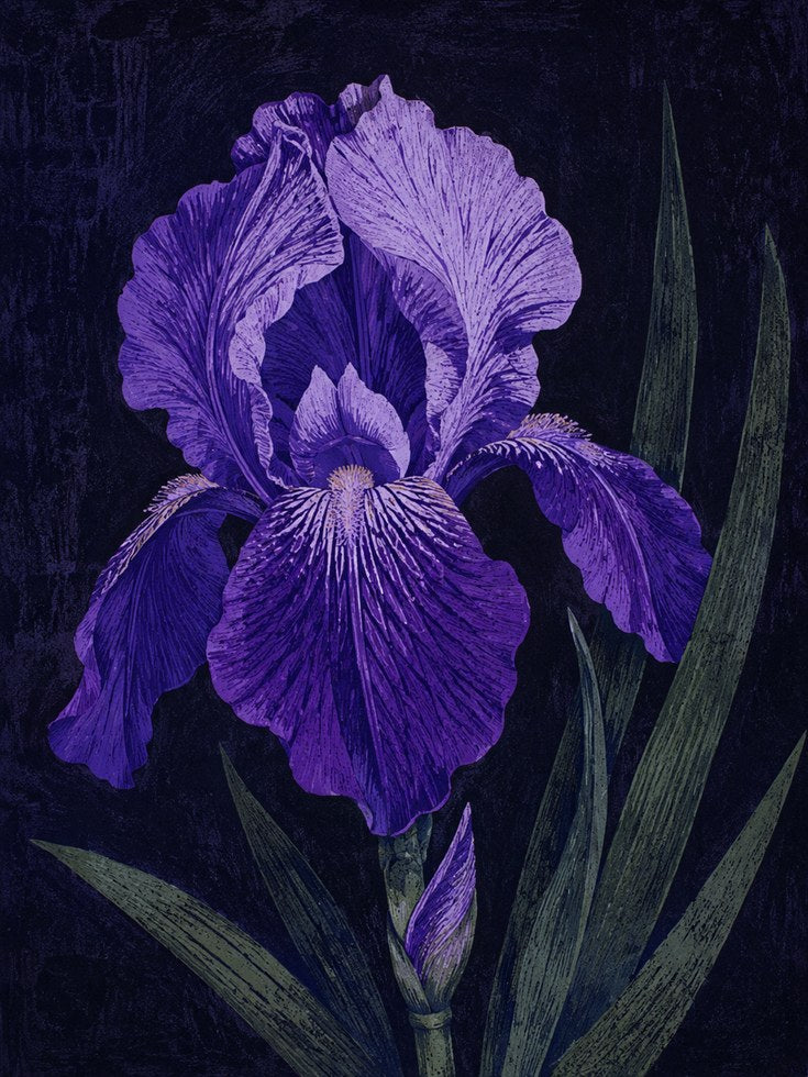 Iris Wall Art – Purple Flower Print - artwork on paper
