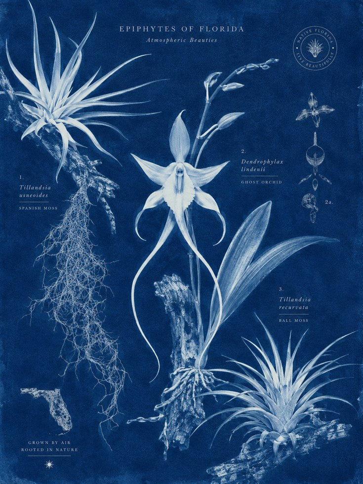 Botanical Wall Art – Botanical Chart Print - artwork on paper