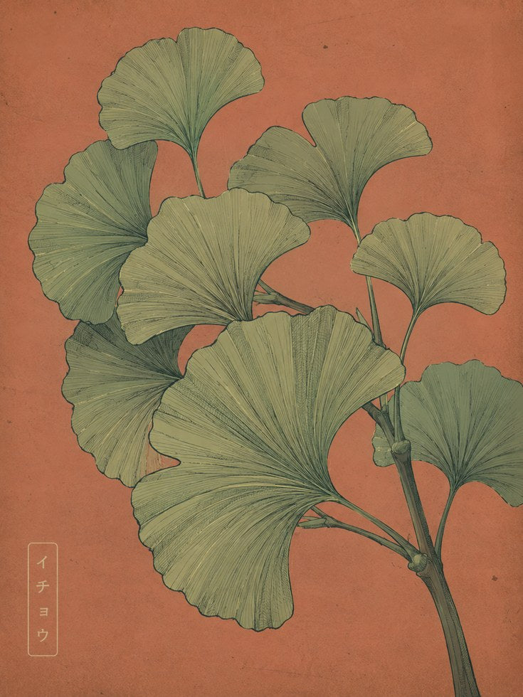 Ginkgo Leaf Botanical Print — Vintage Japanese Illustration - artwork on paper
