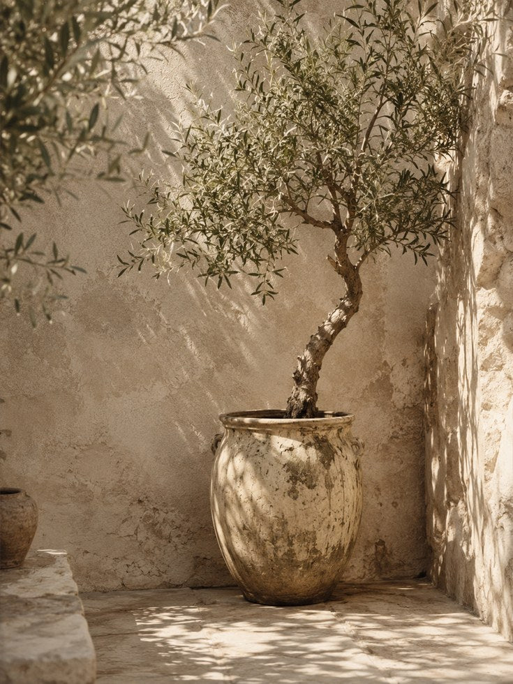 Mediterranean Olive Tree Wall Art: Rustic Sepia Photography - artwork on paper