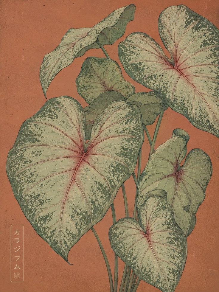 Variegated Caladium Leaves Botanical Print: Vintage Japanese Style - artwork on paper