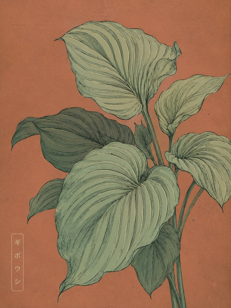 Botanical Hosta Plant Print — Japanese-Inspired Illustration - artwork on paper
