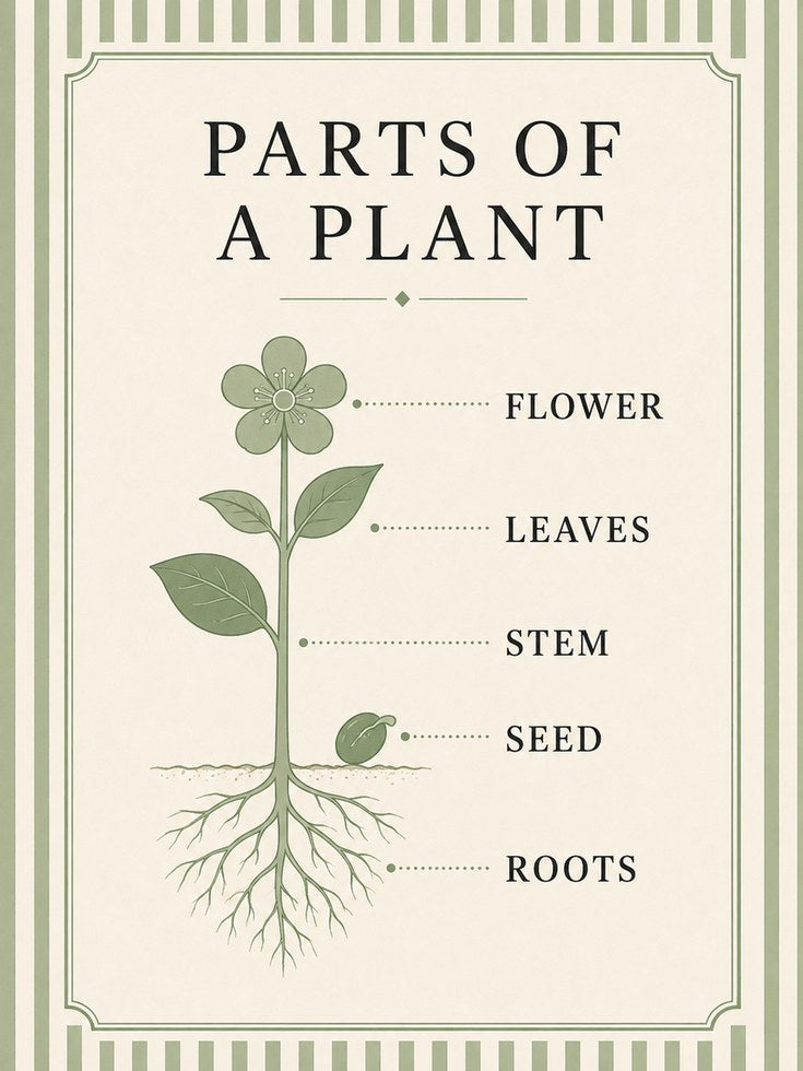 Parts of a Plant Botanical Diagram: Vintage Educational Poster - artwork on paper