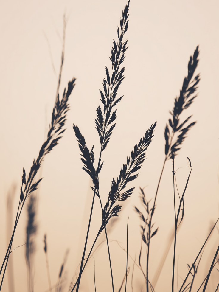 Botanical Grass Print: Minimalist Dried Wheat Stems - artwork on paper
