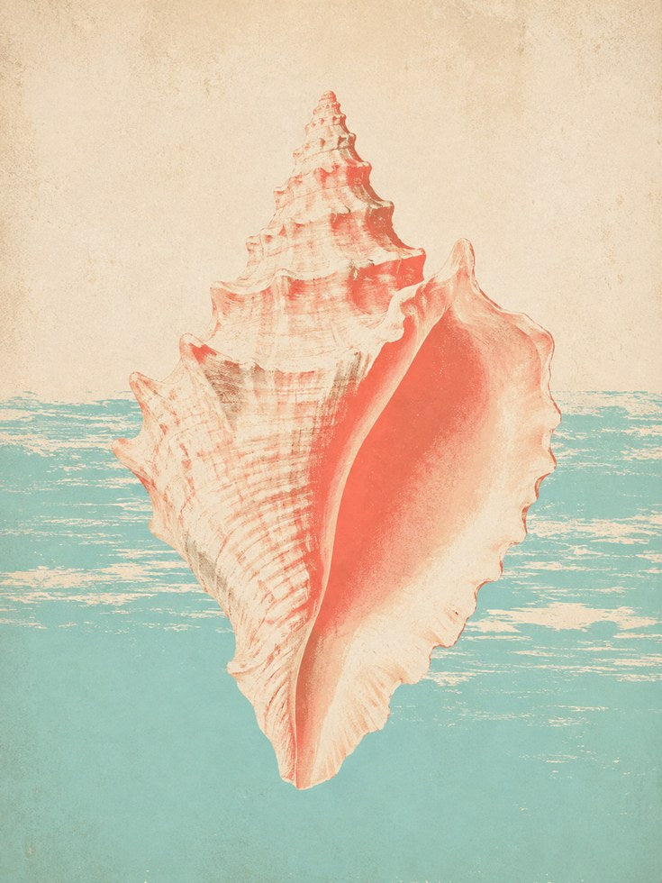 Seashell Wall Art – Coastal Print - artwork on paper