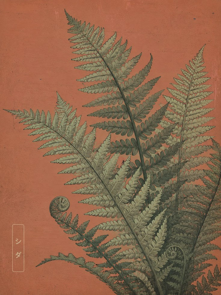 Botanical Fern Print — Vintage Japanese Illustration - artwork on paper