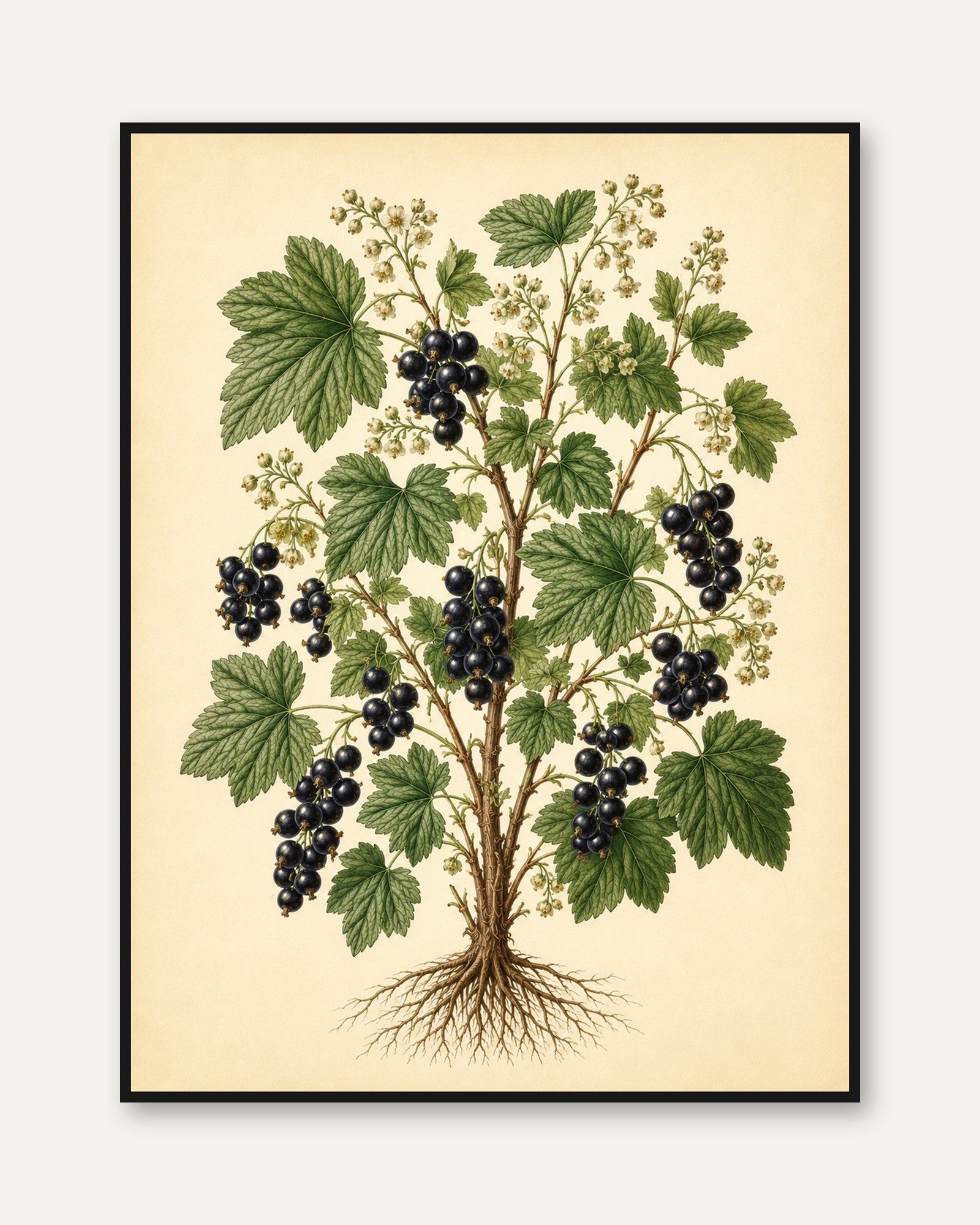 Blackcurrant Botanical Print — Vintage Fruit Illustration - framed