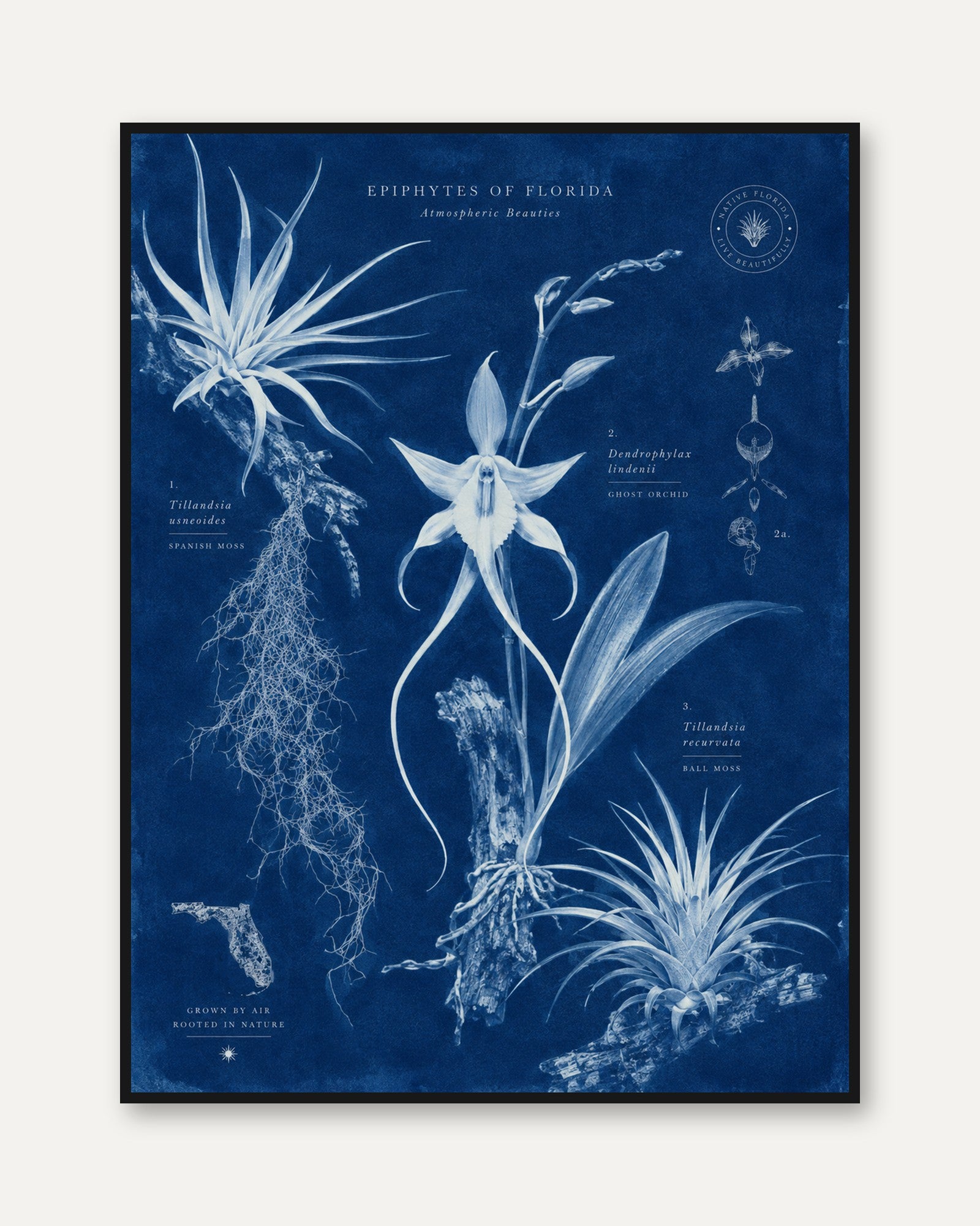 Botanical Wall Art – Botanical Chart Print - framed