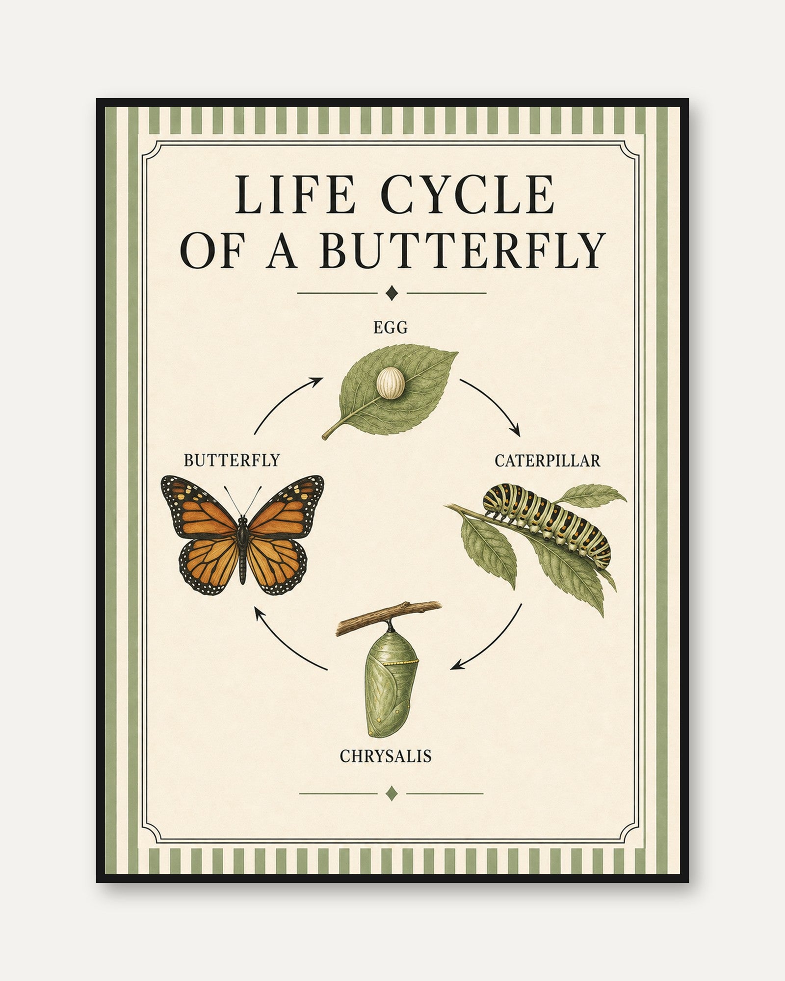Butterfly Life Cycle Poster: Vintage Educational Art Print - framed