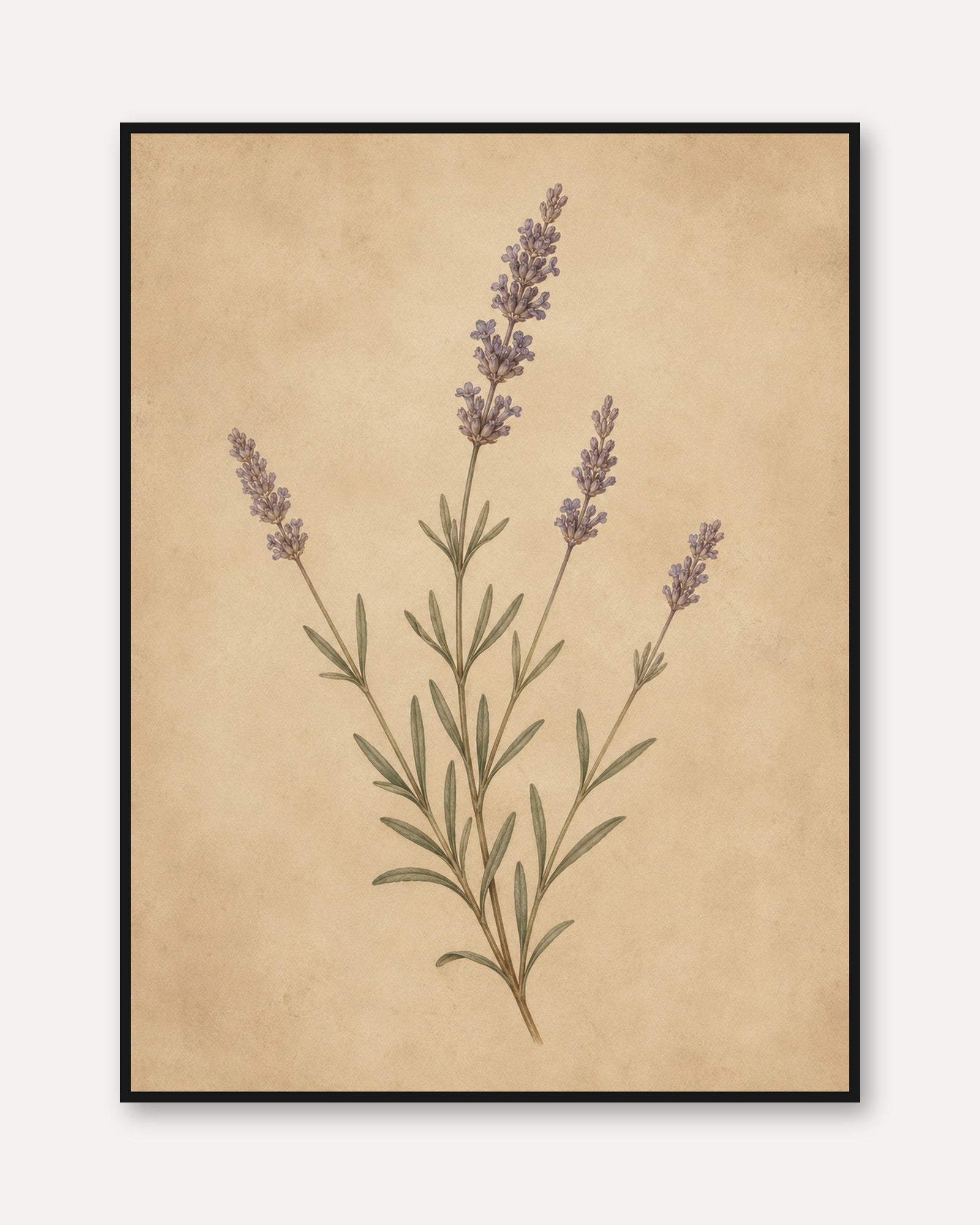 Lavender Botanical Print — Vintage Pressed Flower Illustration - framed