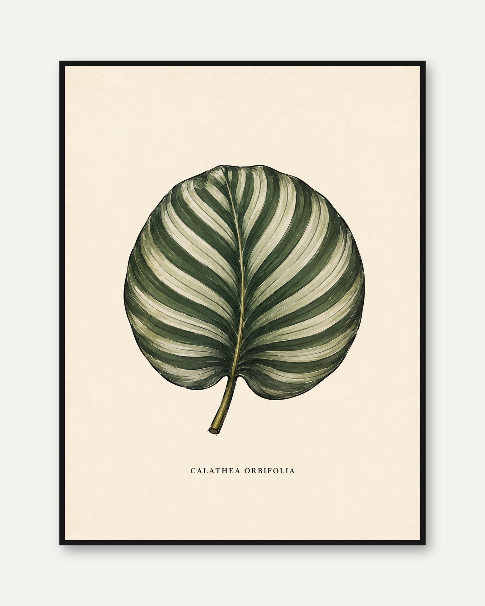 Calathea Wall Art – Botanical Leaf Print - framed