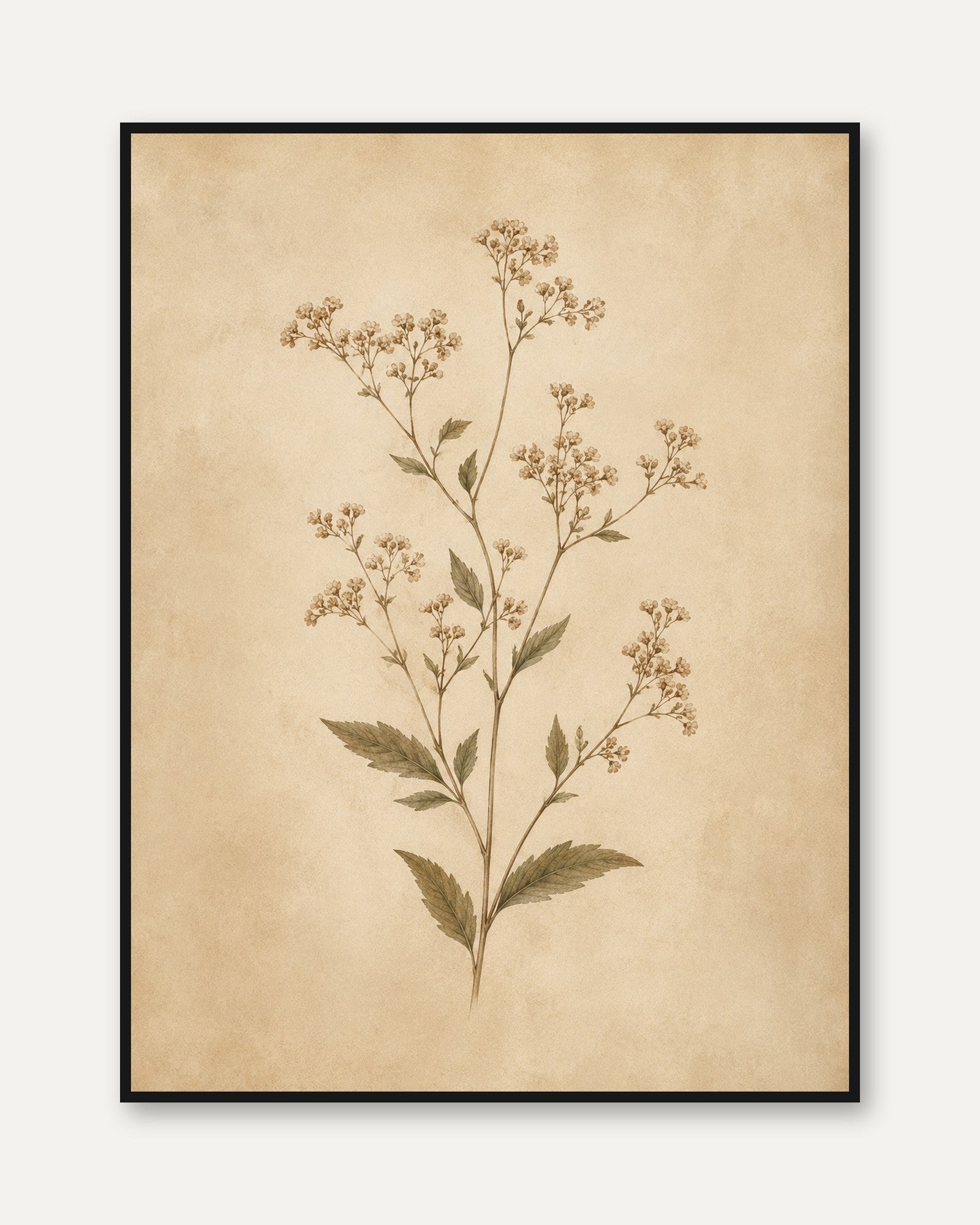 Pressed Botanical Print — Vintage Herbarium Specimen - framed