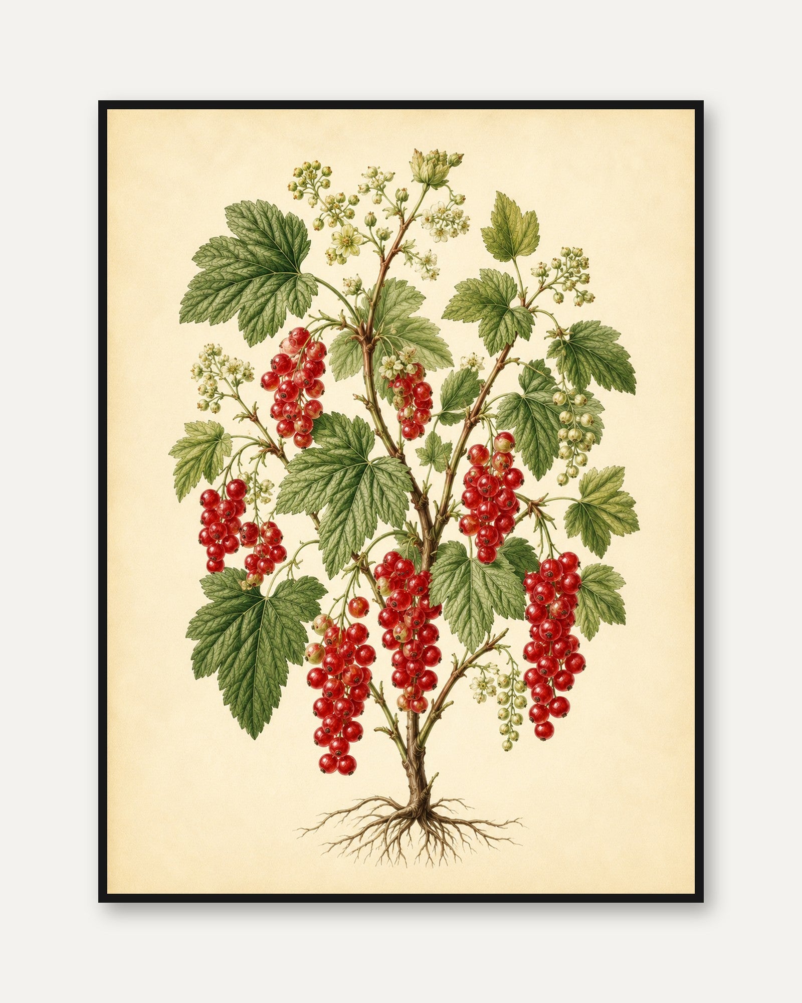 Red Currant Botanical Print — Vintage Fruit Illustration - framed