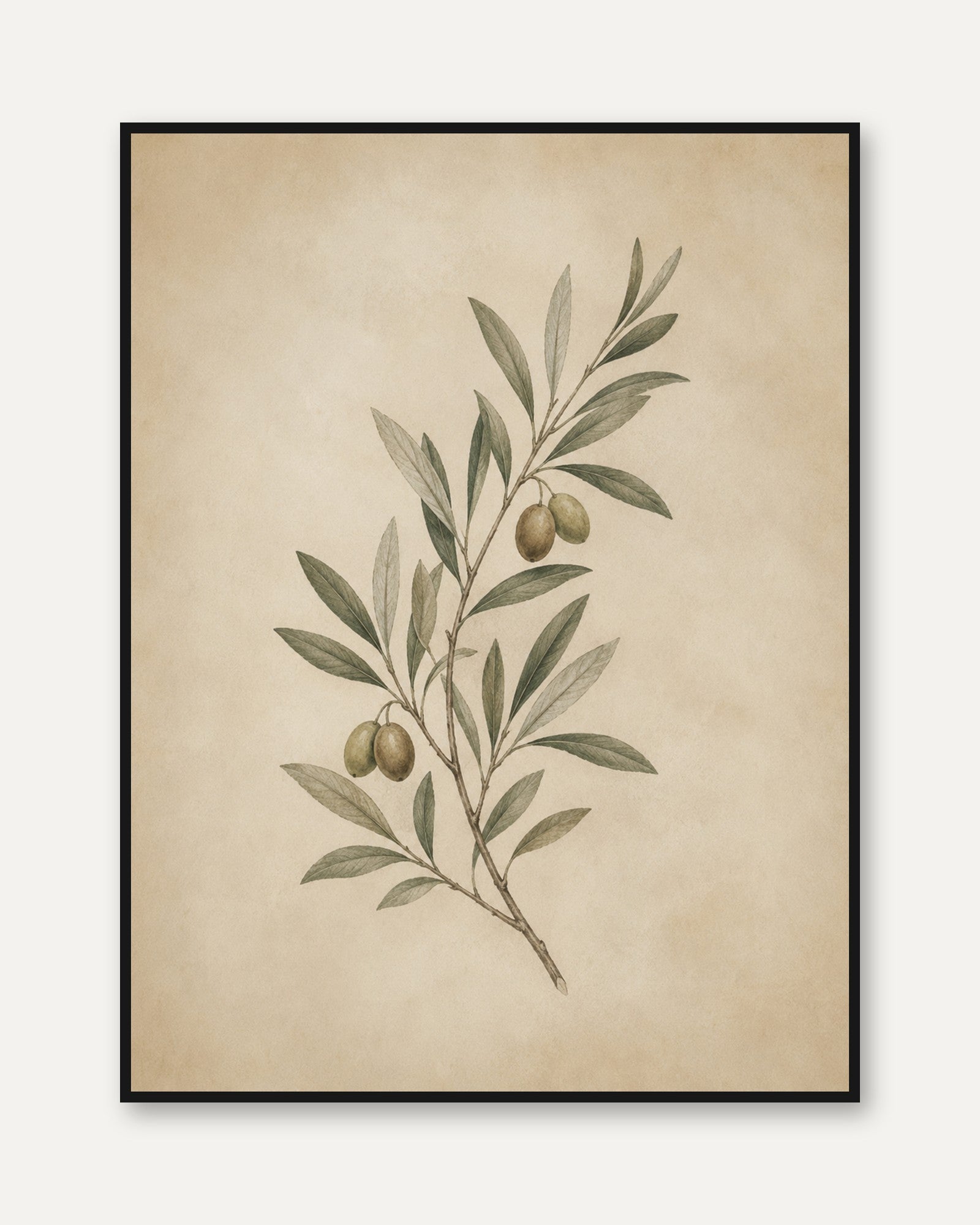 Olive Branch Botanical Print — Vintage Watercolor Style - framed