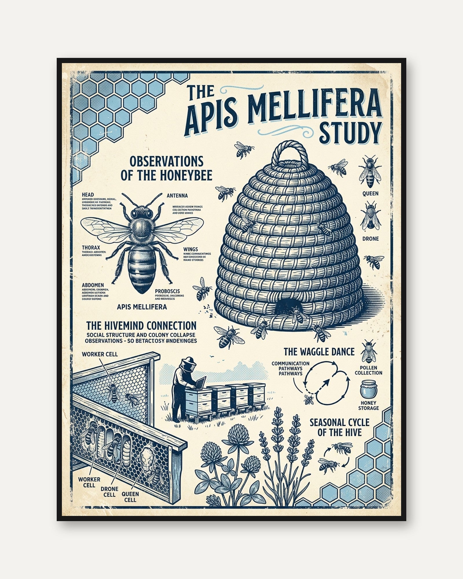 Vintage Honeybee Study Poster: Scientific Beekeeping Diagram Art - framed