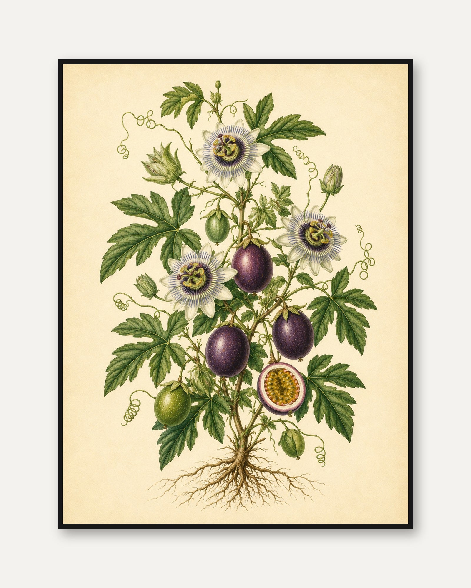 Passion Flower Botanical Print — Vintage Passionflower Illustration - framed