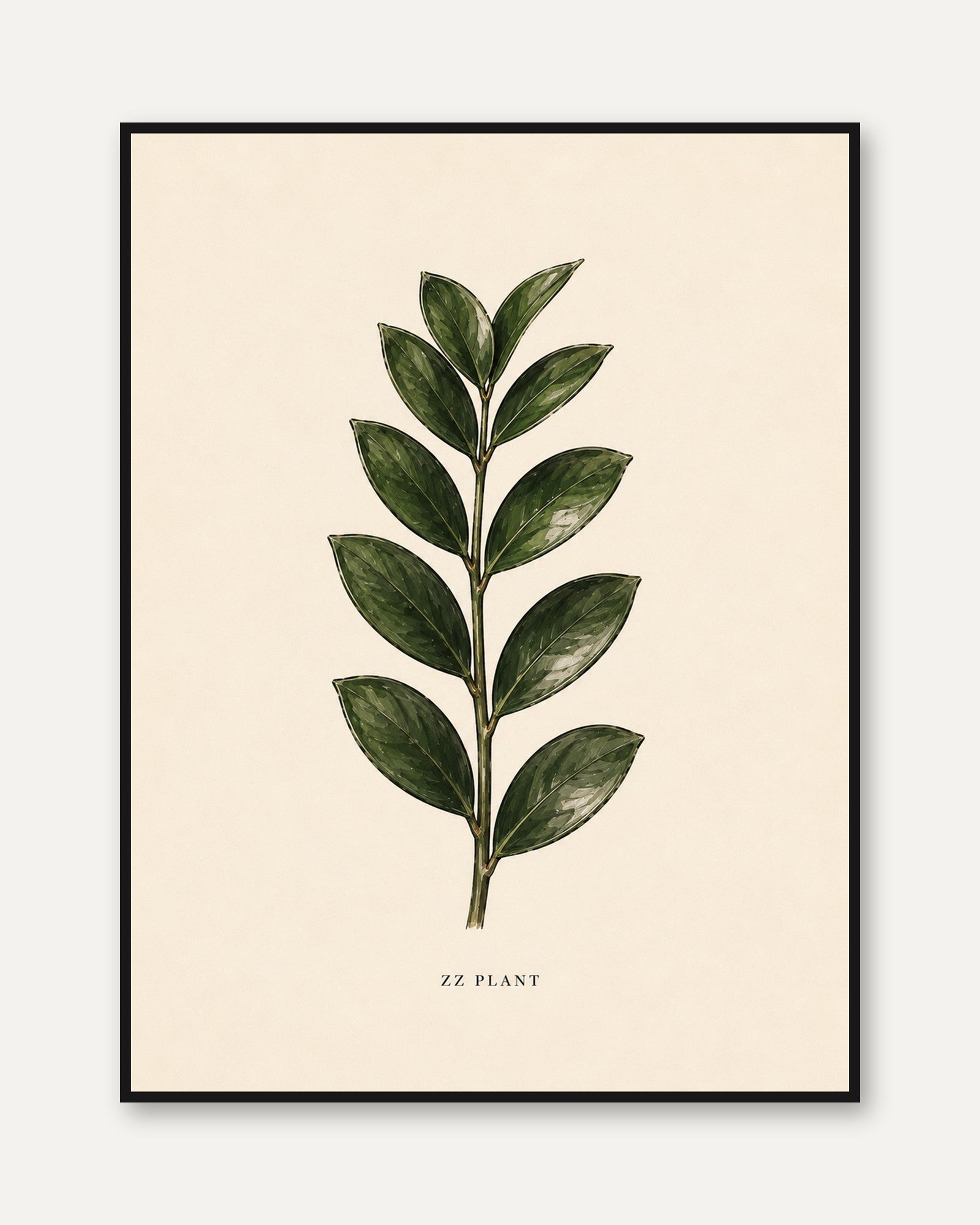 ZZ Plant Botanical Print: Vintage Illustration Wall Art - framed