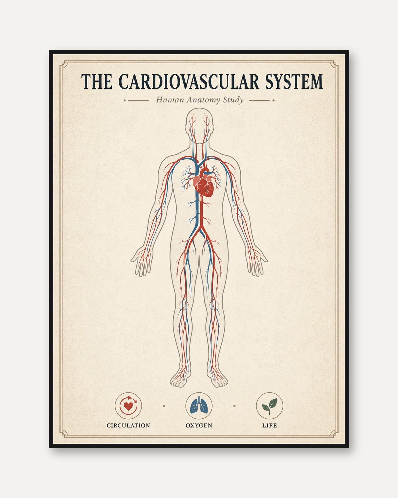 Cardiovascular System Anatomy Print — Vintage Medical Illustration - framed