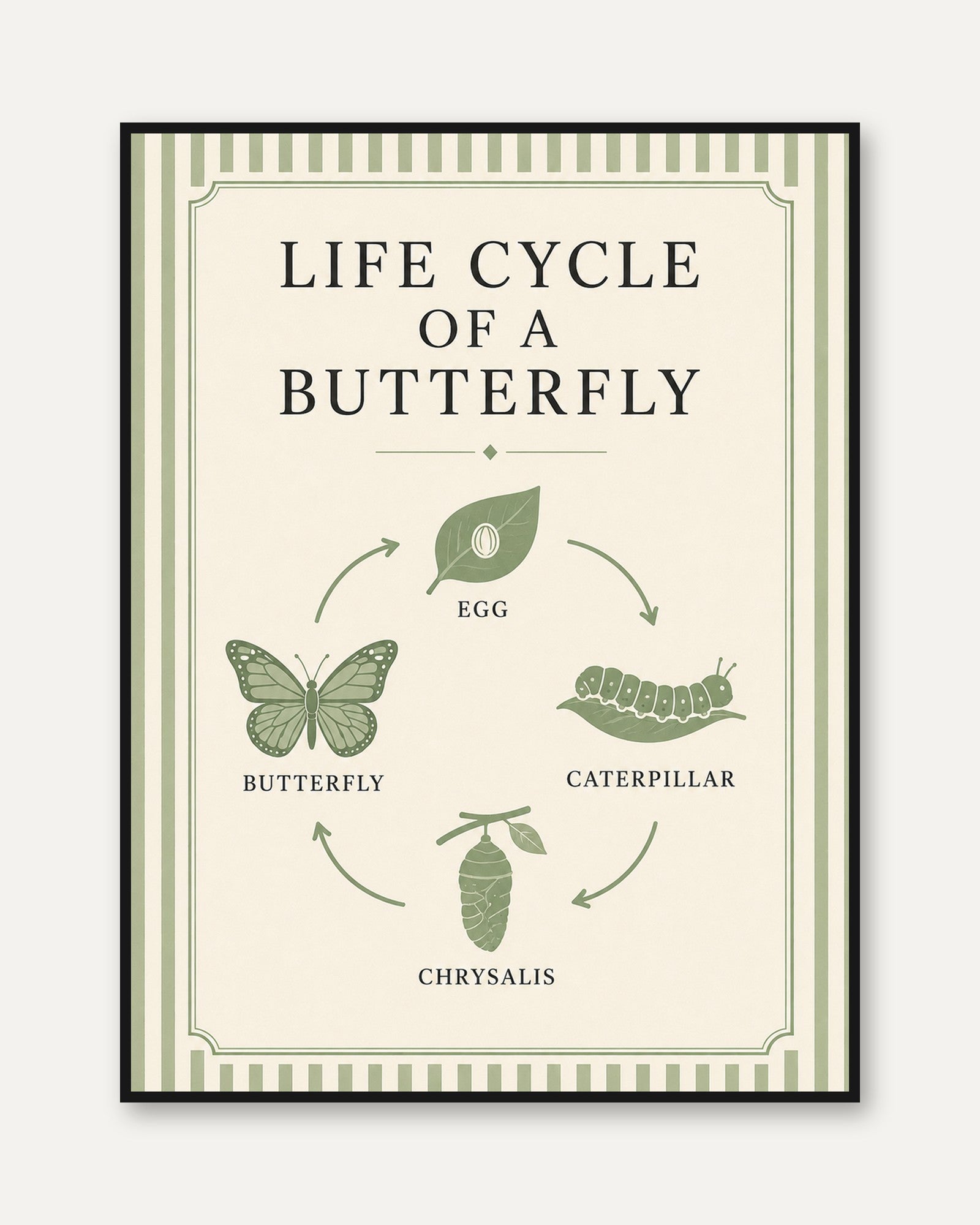Butterfly Life Cycle Poster - framed