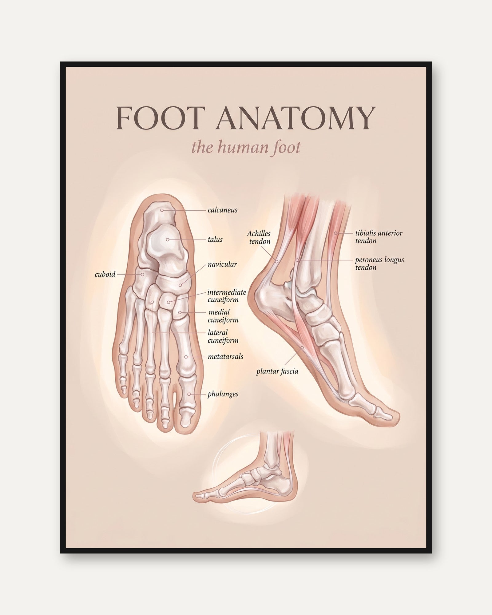 Foot Anatomy Wall Art: Foot Illustration - framed