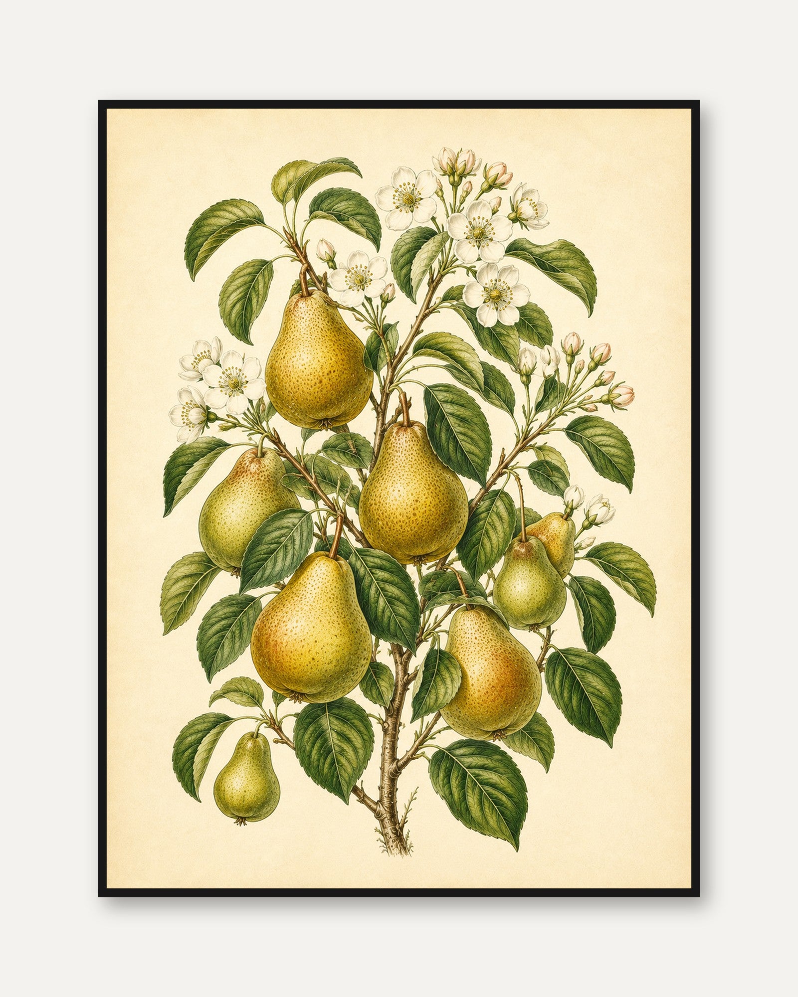 Vintage Pear Botanical Print: Classic Fruit Illustration Wall Art - framed