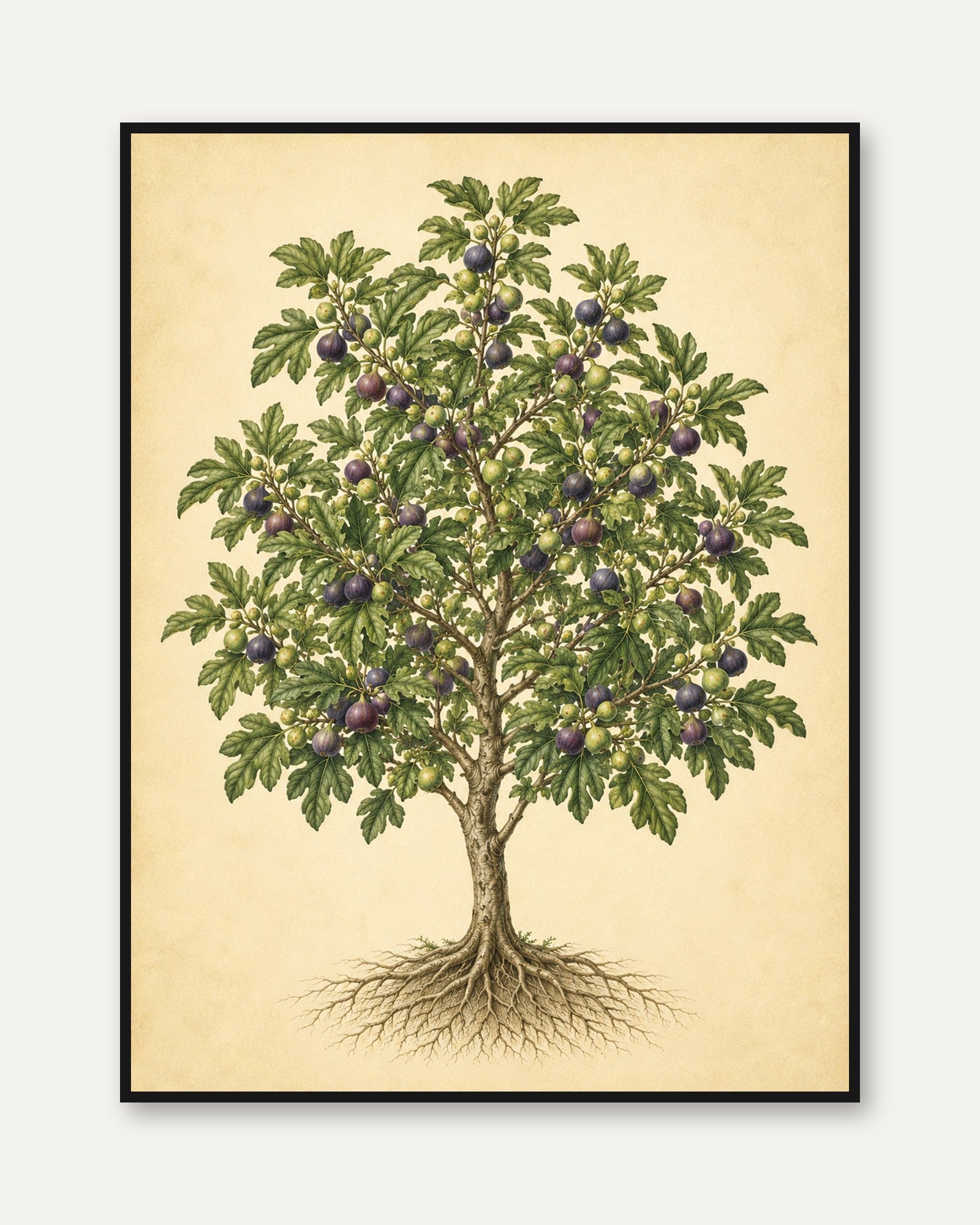 Fig Tree Botanical Print: Vintage Scientific Illustration - framed