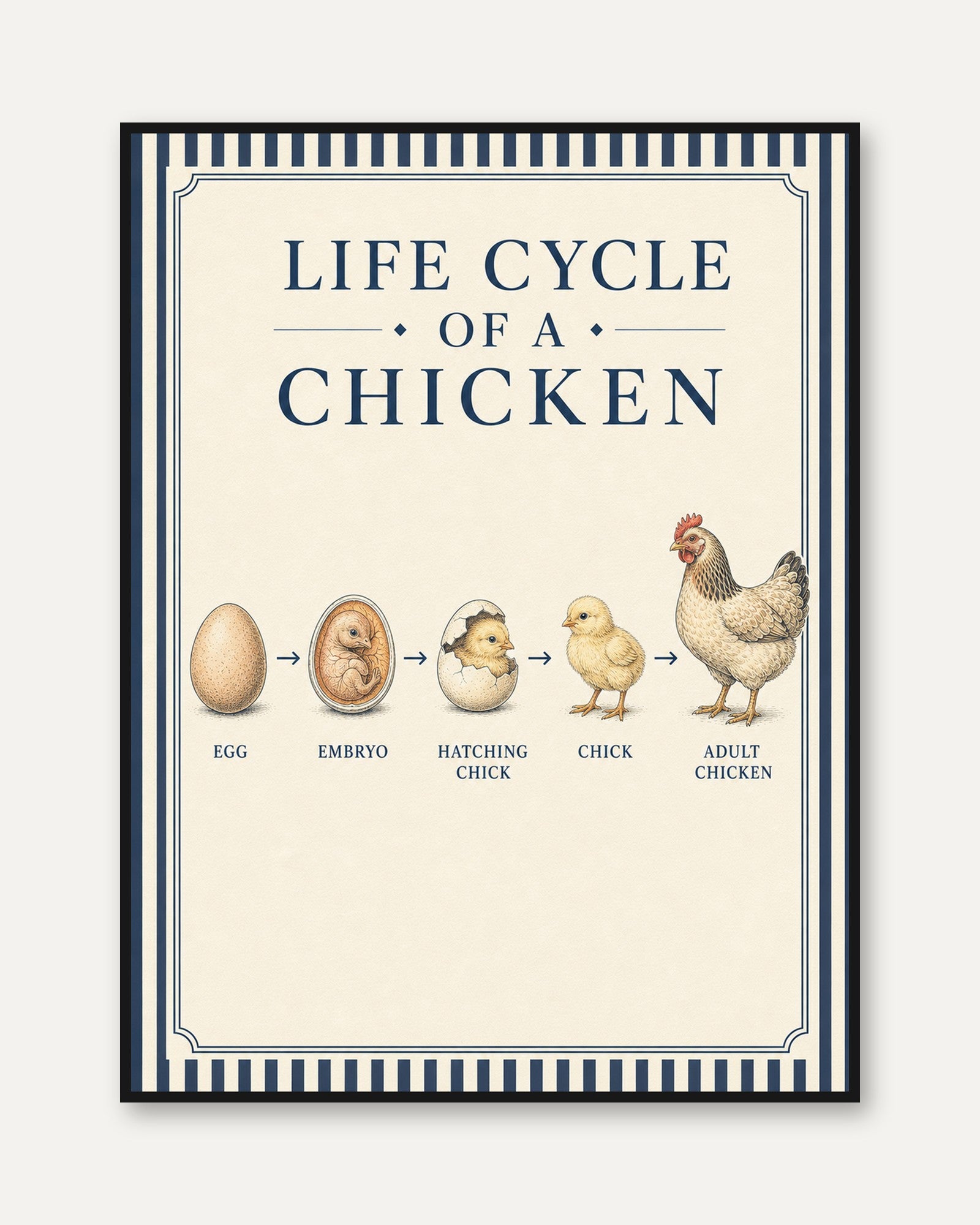 Life Cycle of a Chicken Art Print: Vintage Educational Poster - framed