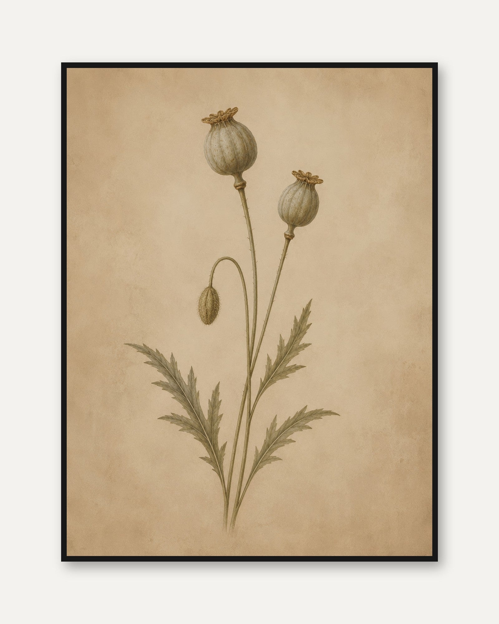 Poppy Seed Pods Botanical Print — Vintage Herbarium Illustration - framed