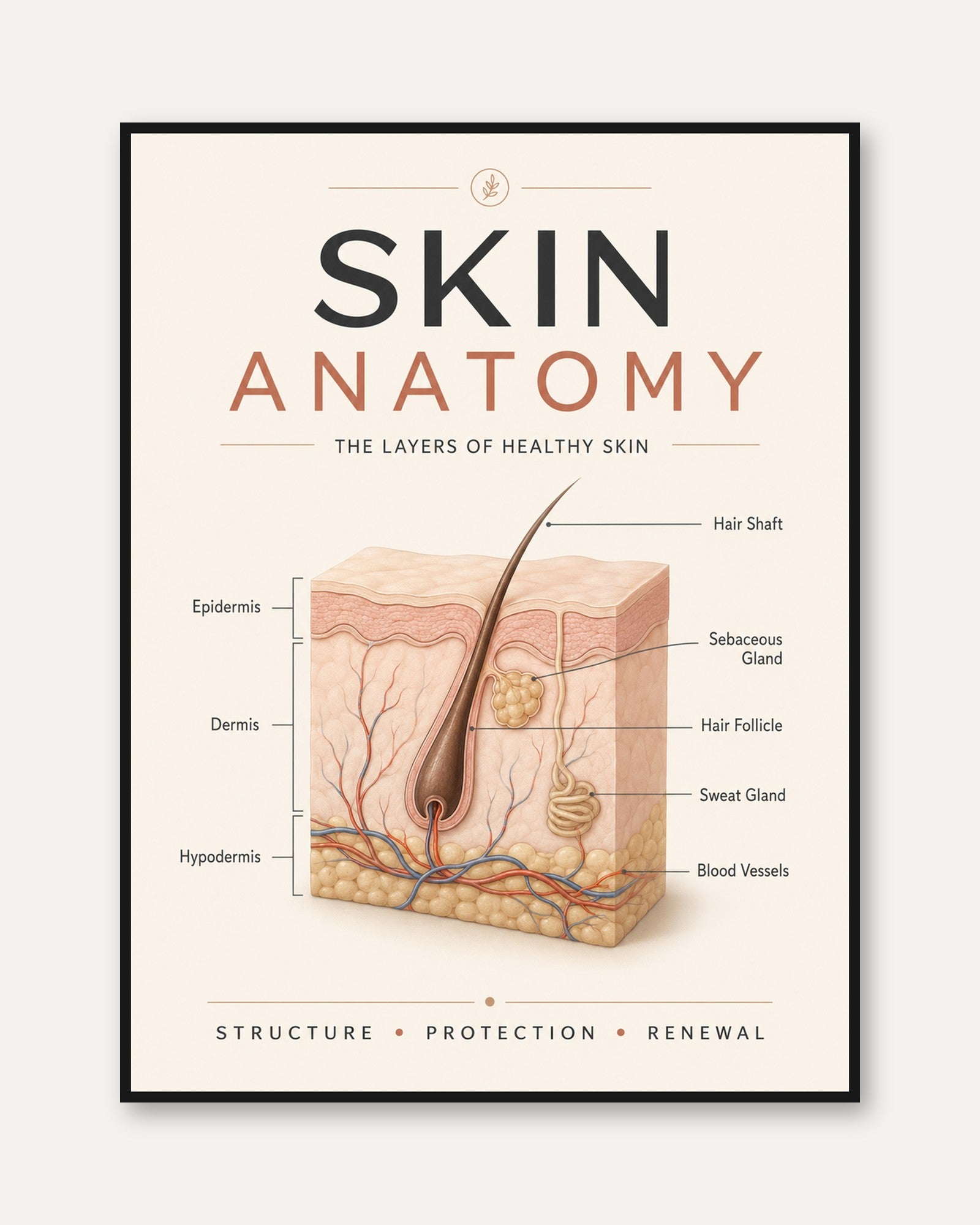 Skin Anatomy Poster – Educational Science Art - framed