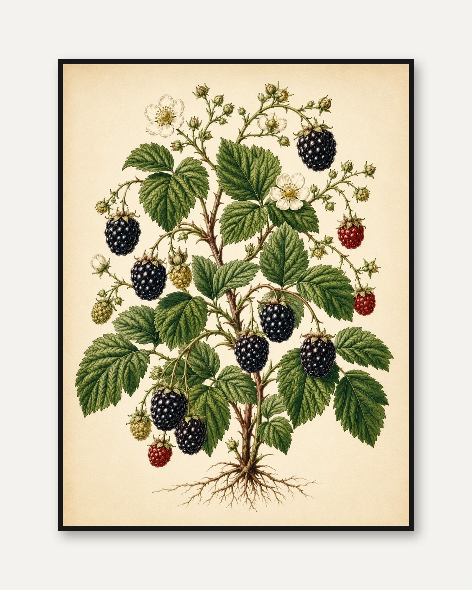 Blackberry Botanical Print — Vintage Berry Illustration - framed