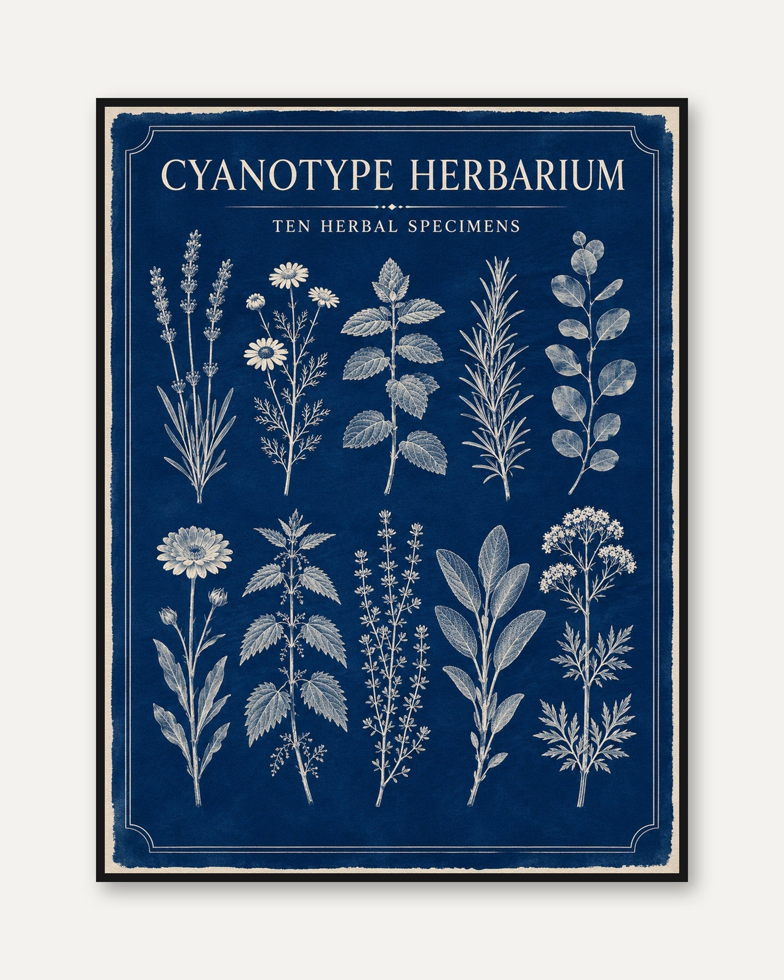 Cyanotype Botanical Print - framed