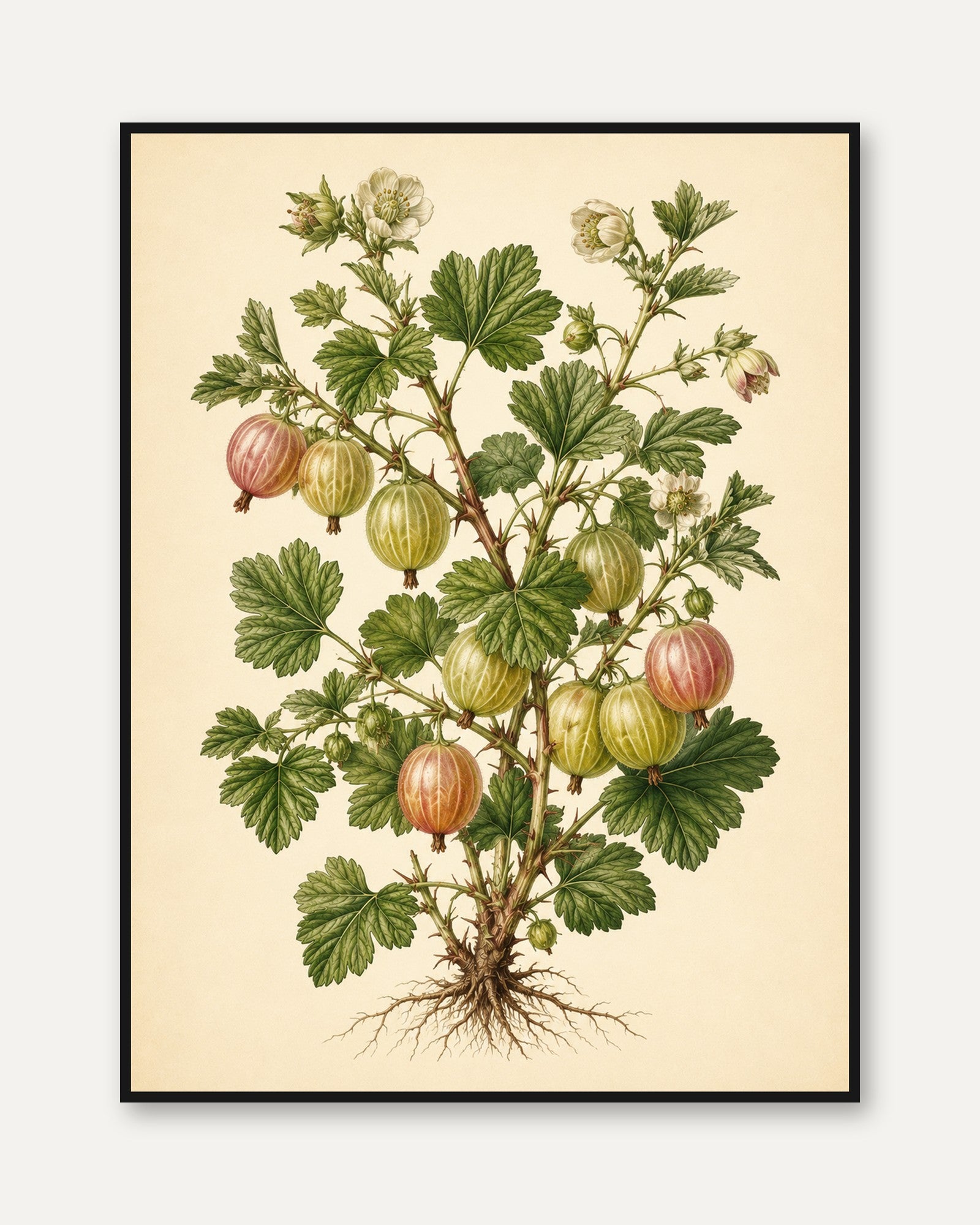 Vintage Gooseberry Botanical Print: Victorian Scientific Illustration - framed
