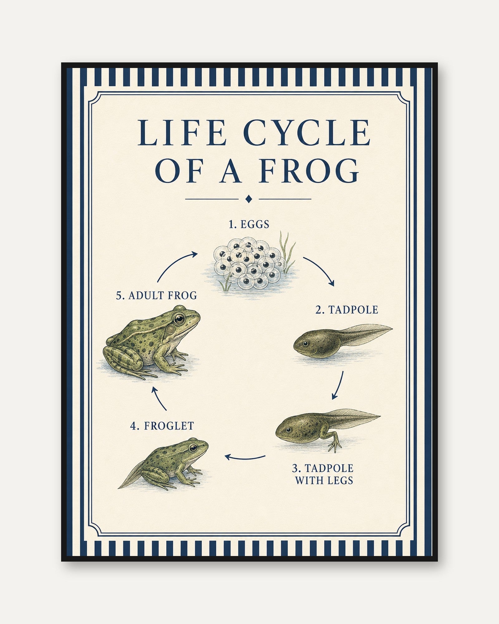 Frog Life Cycle Poster - framed