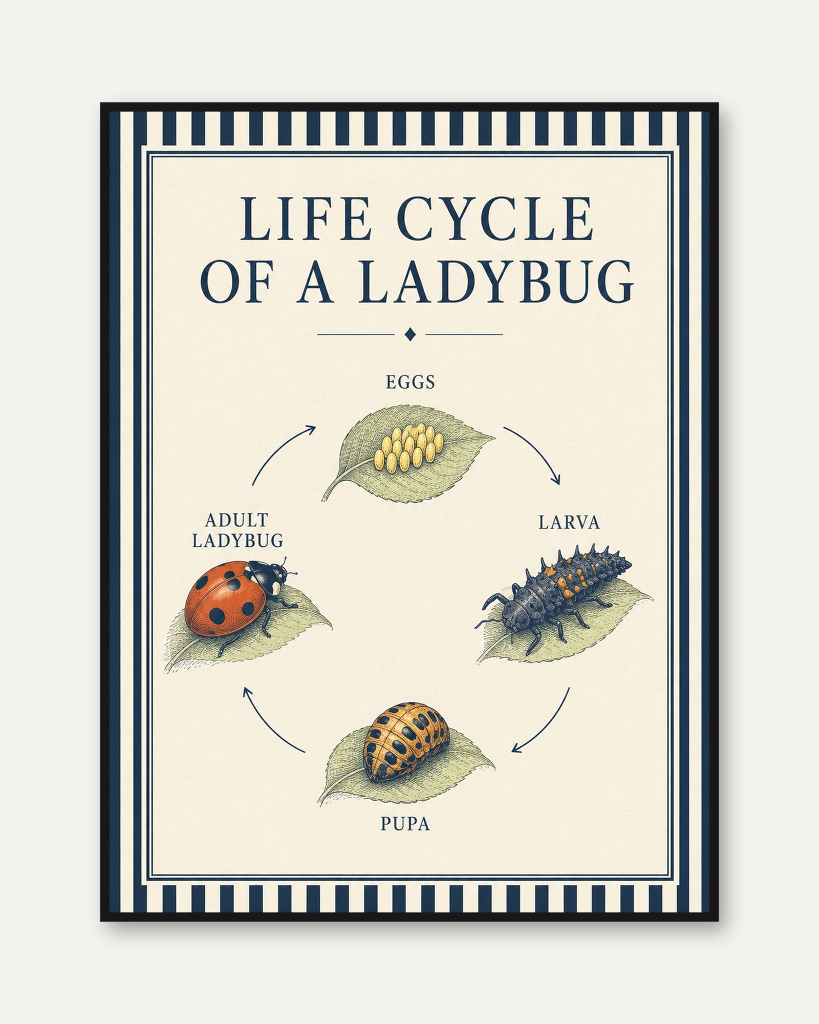 Ladybug Life Cycle Poster - framed