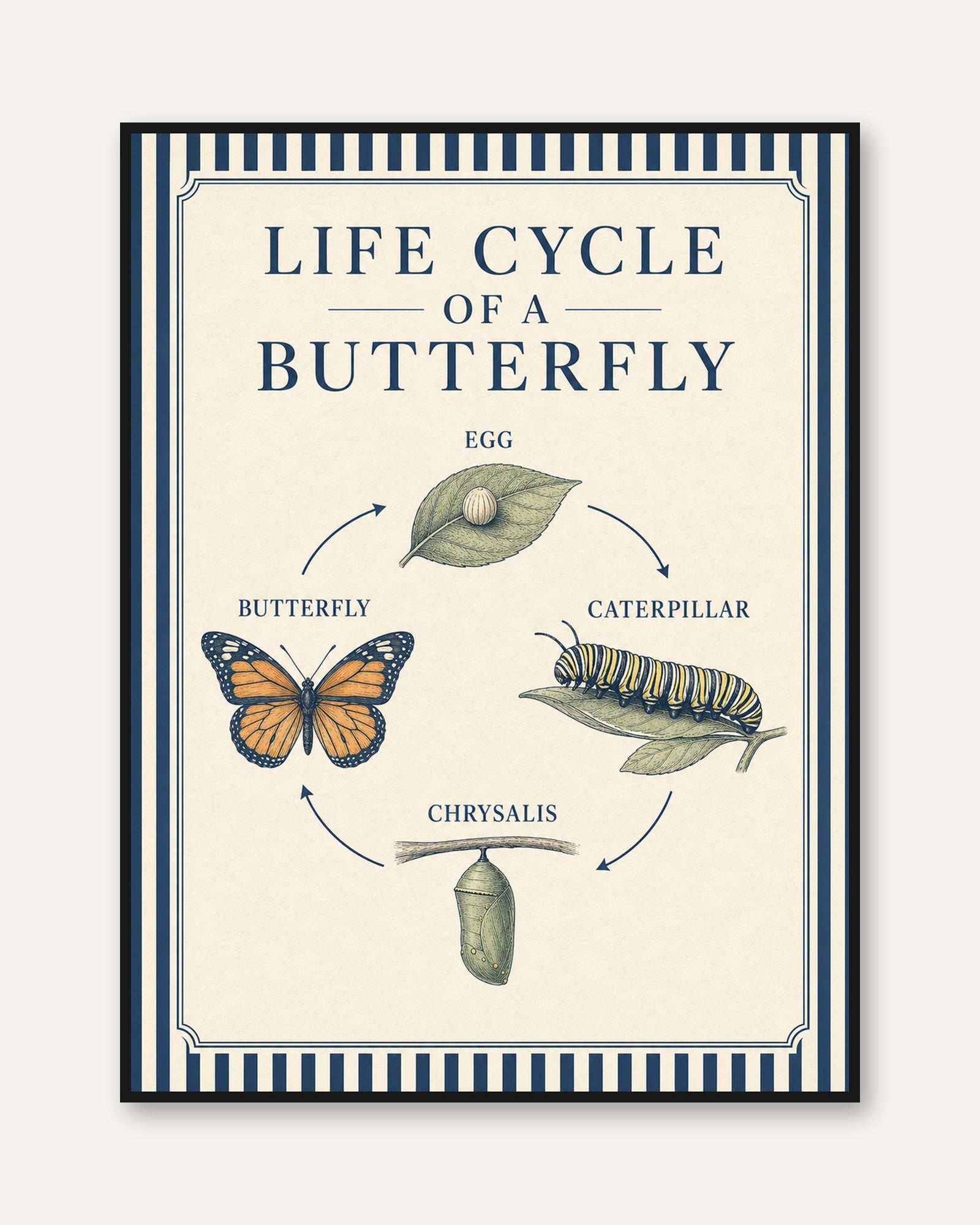 Butterfly Life Cycle Poster - framed
