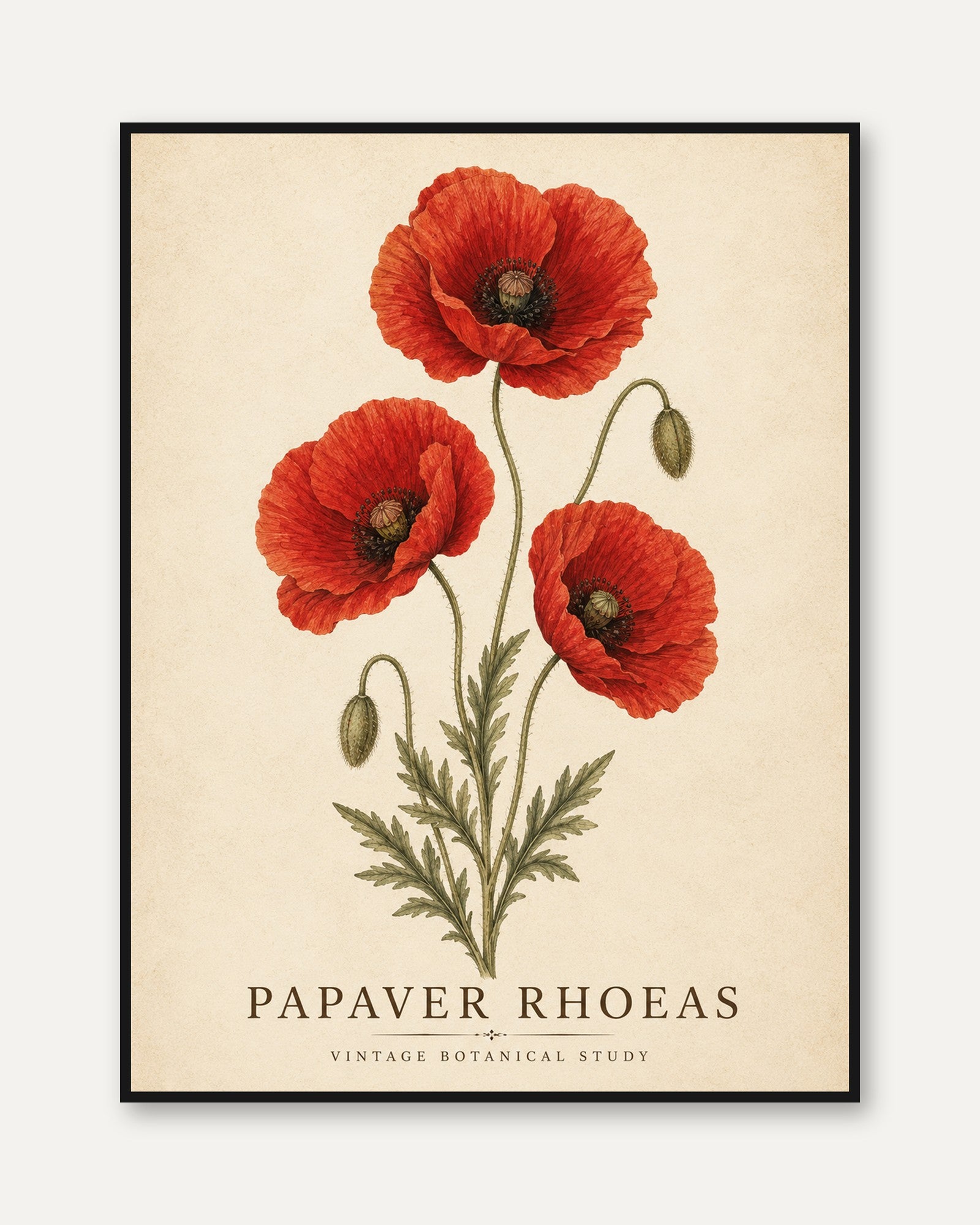 Poppy Botanical Print – Vintage Floral Wall Art - framed