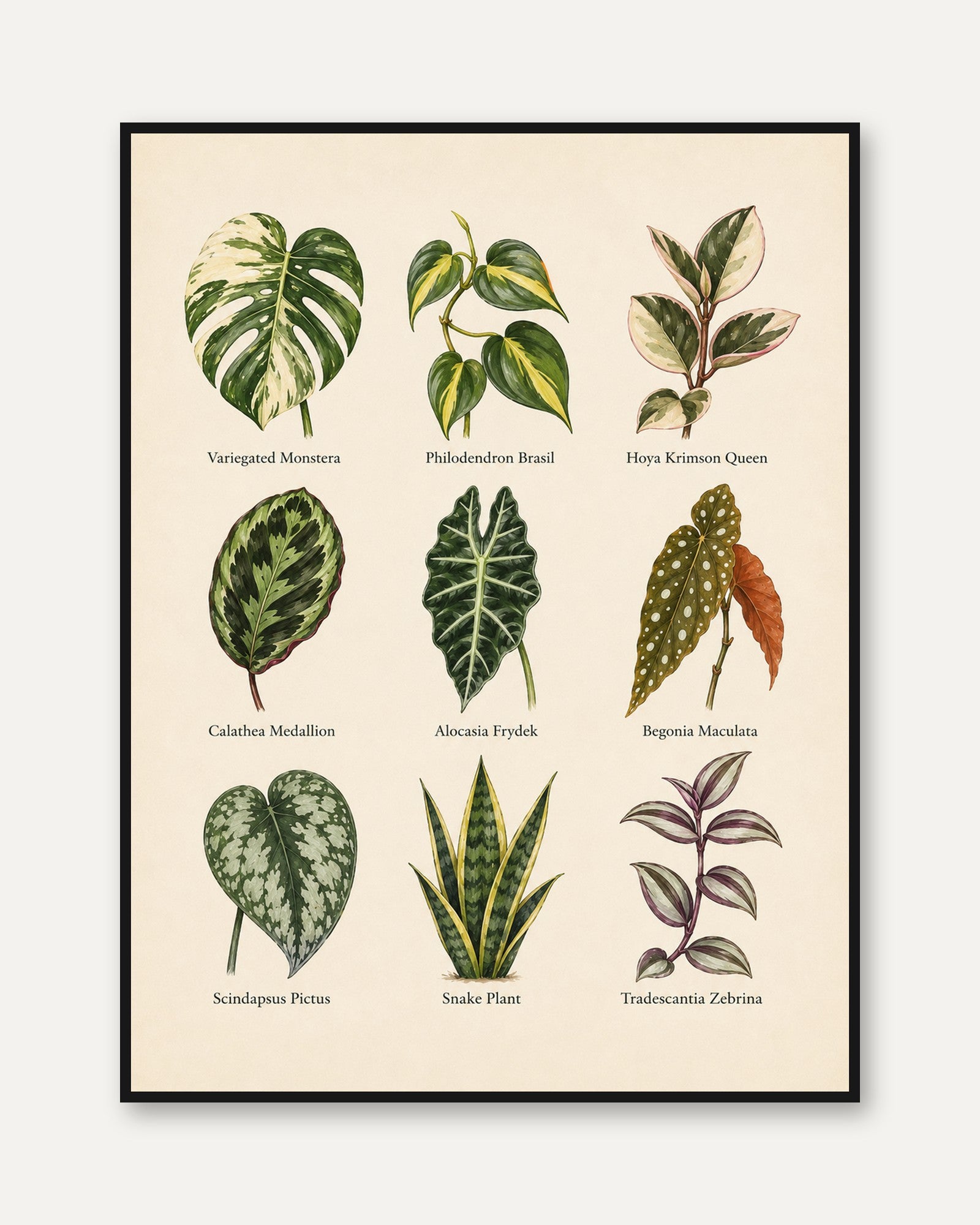 Houseplant Chart Poster – Botanical Wall Art - framed