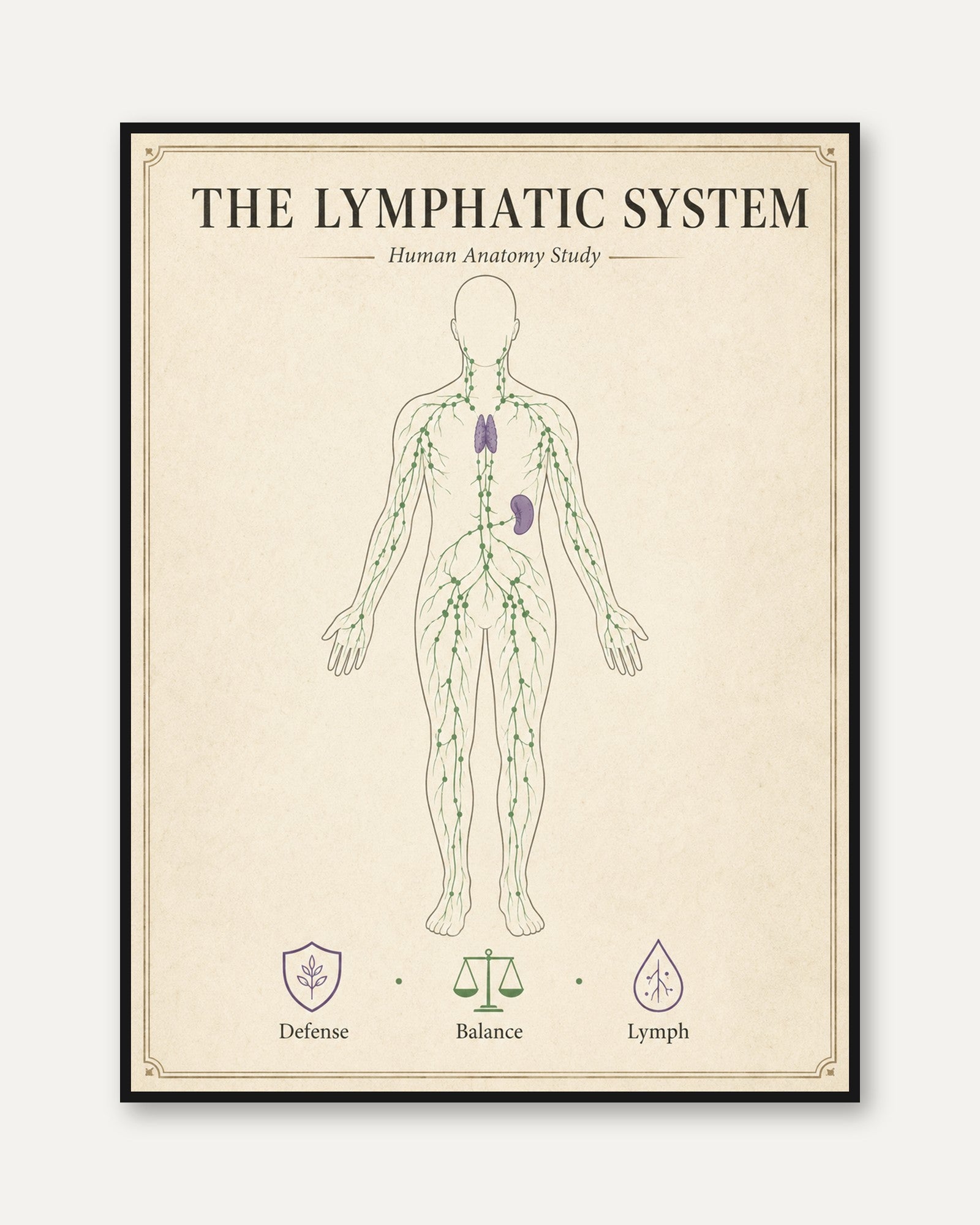 Lymphatic System Anatomy Print — Vintage Medical Illustration - framed