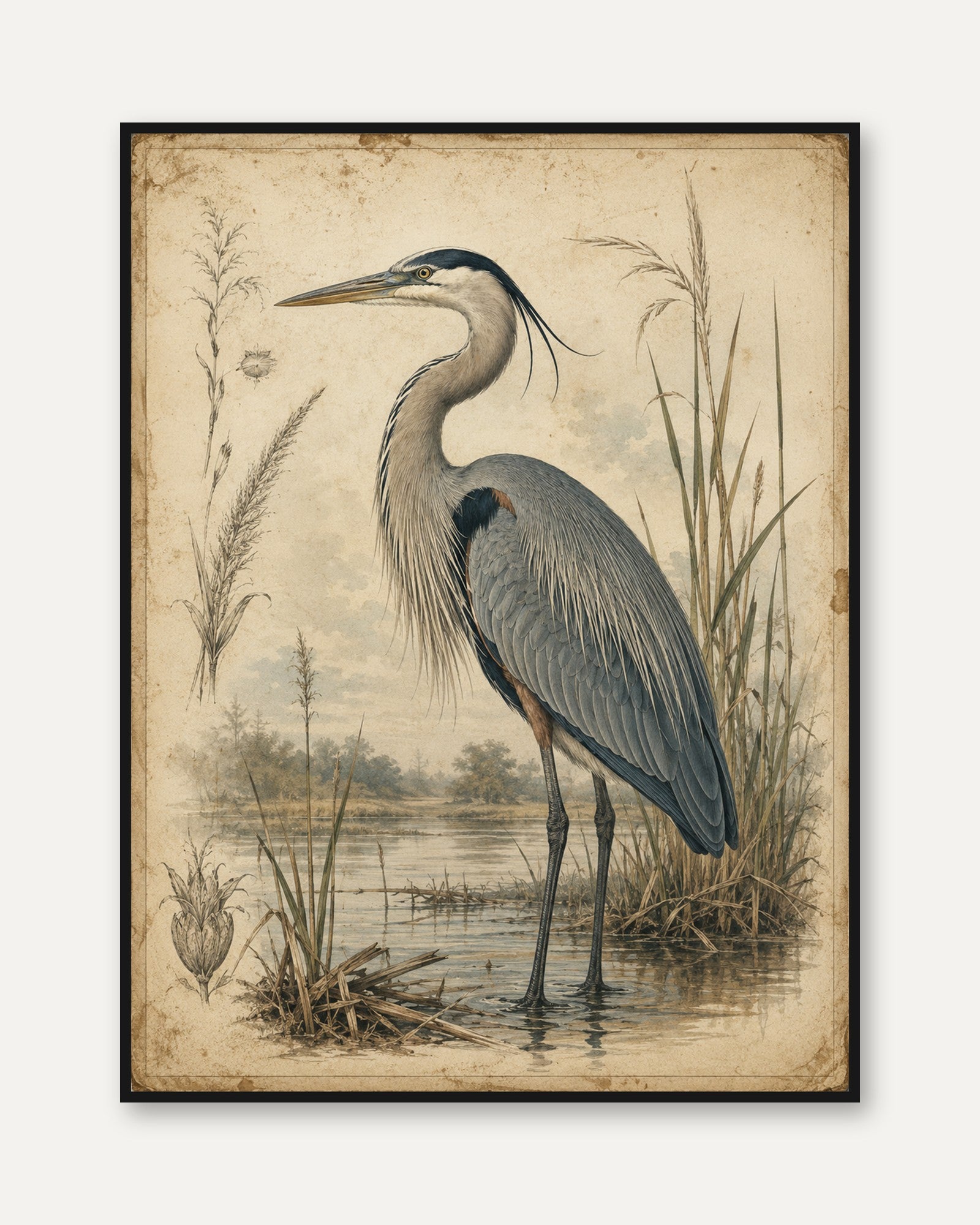 Heron Wall Art – Vintage Bird Print - framed