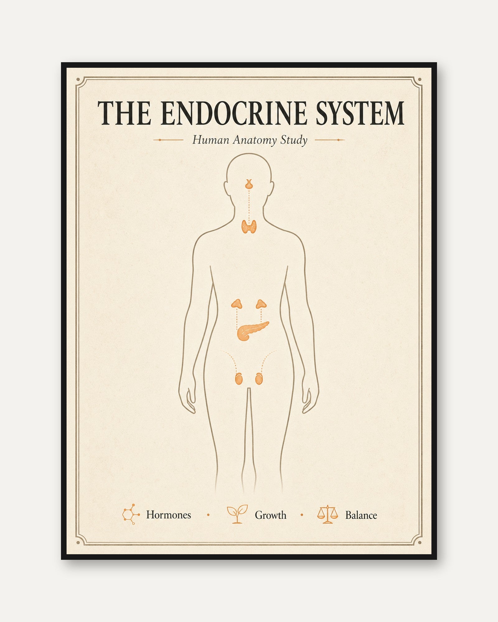 Endocrine System Anatomy Print — Vintage Educational Study Chart - framed
