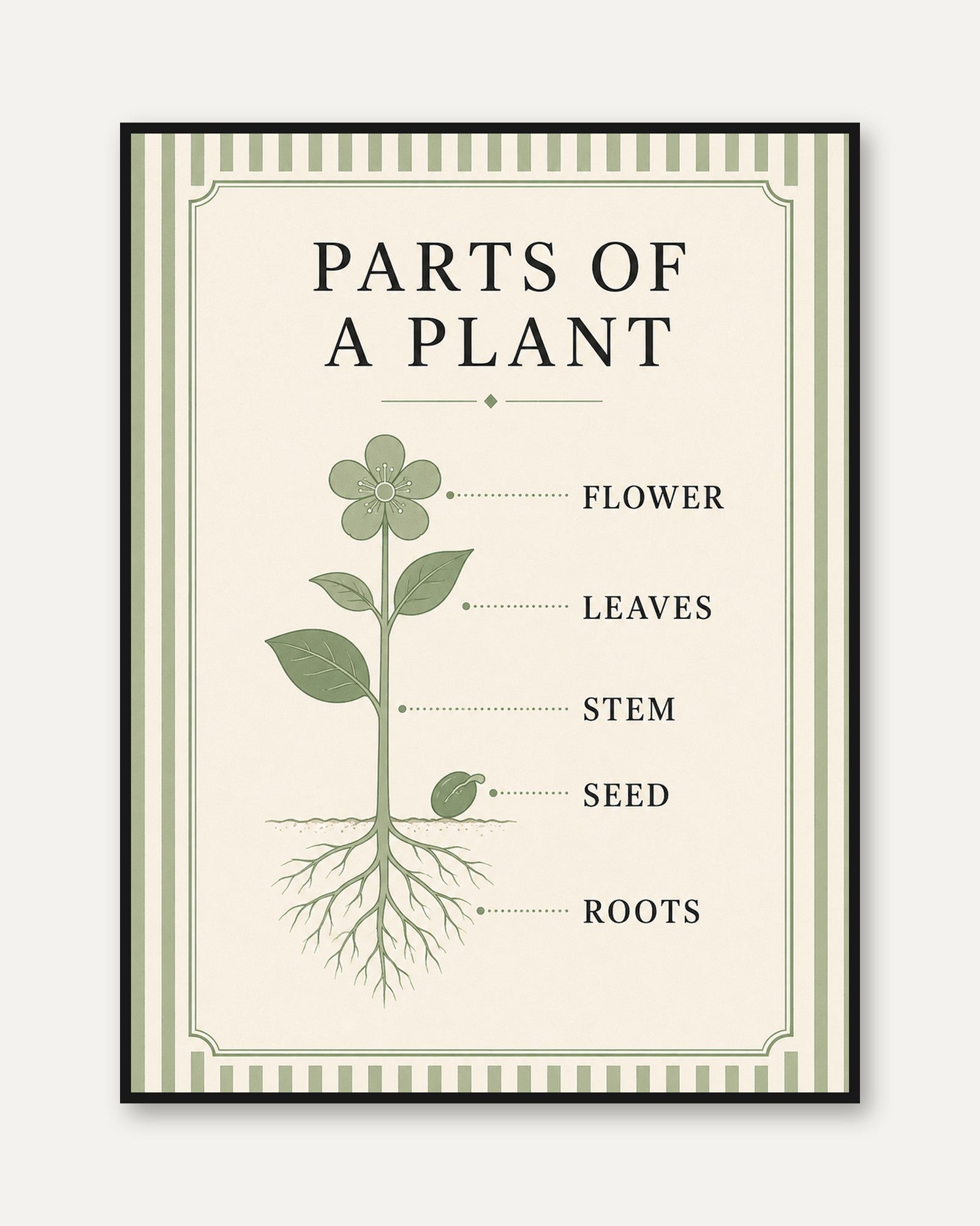 Parts of a Plant Botanical Diagram: Vintage Educational Poster - framed