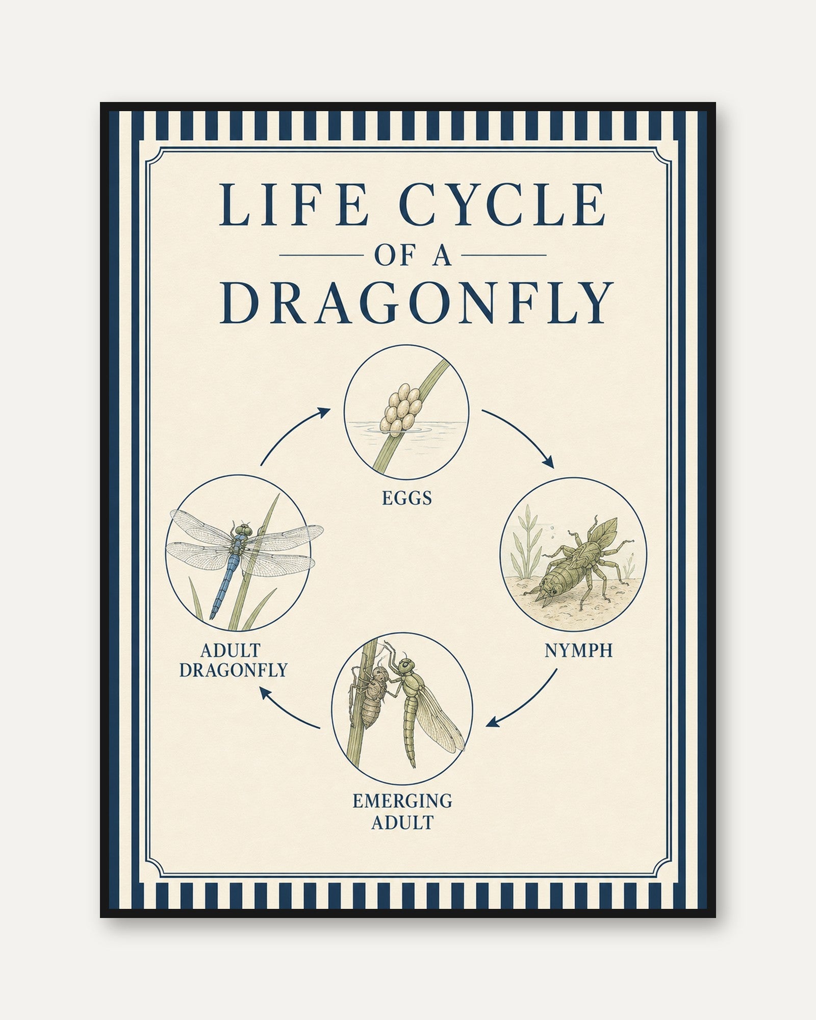 Dragonfly Life Cycle Poster: Vintage Educational Chart Print - framed