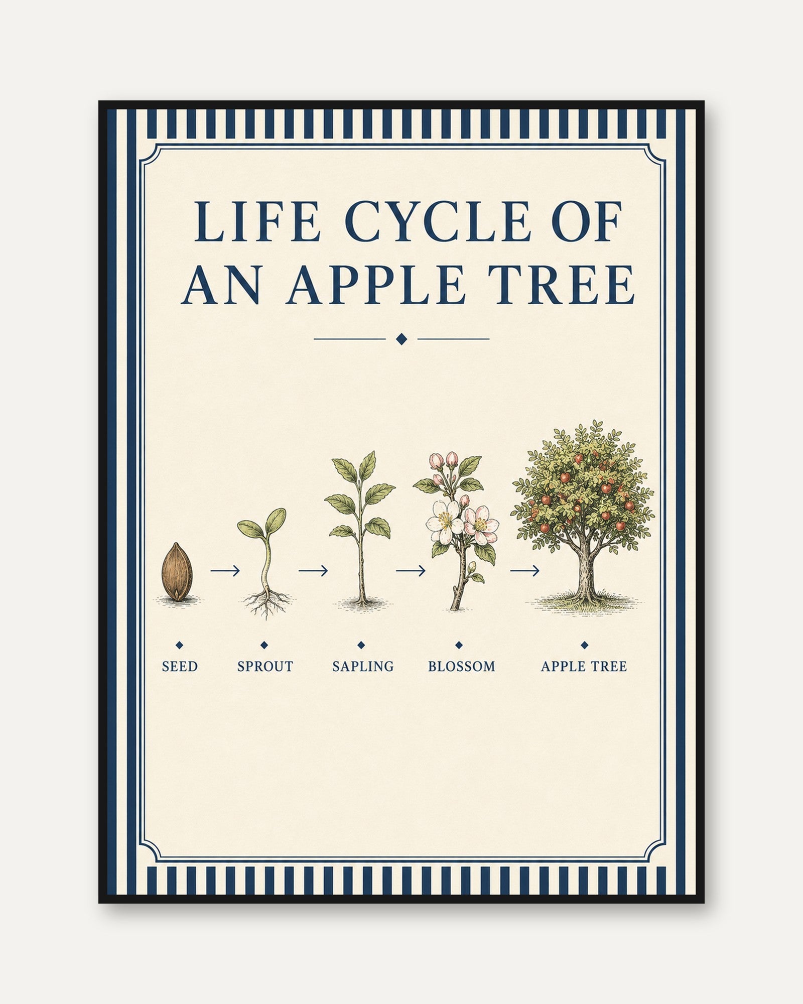 Life Cycle Poster - framed