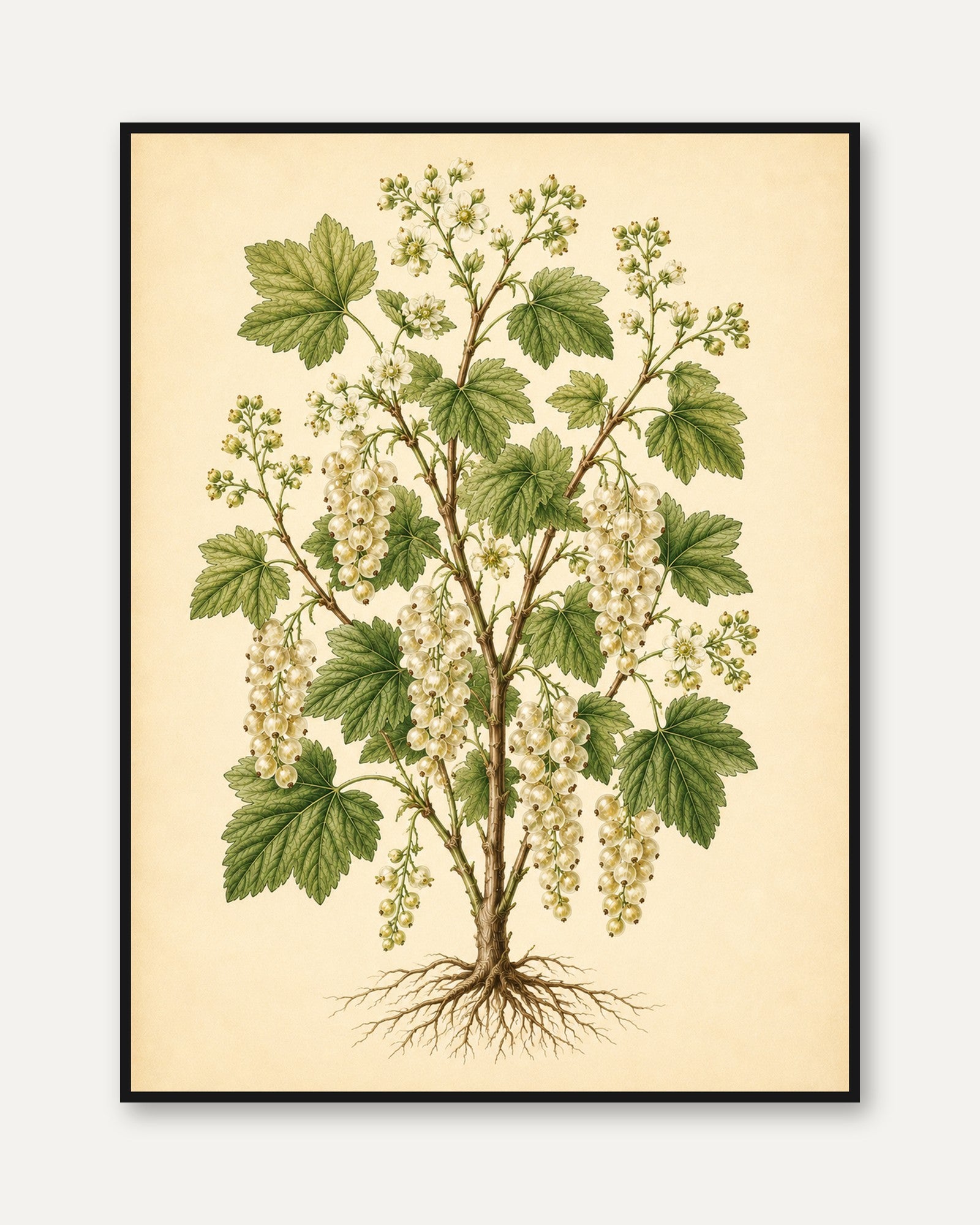 White Currant Botanical Print: Vintage Plant Illustration - framed