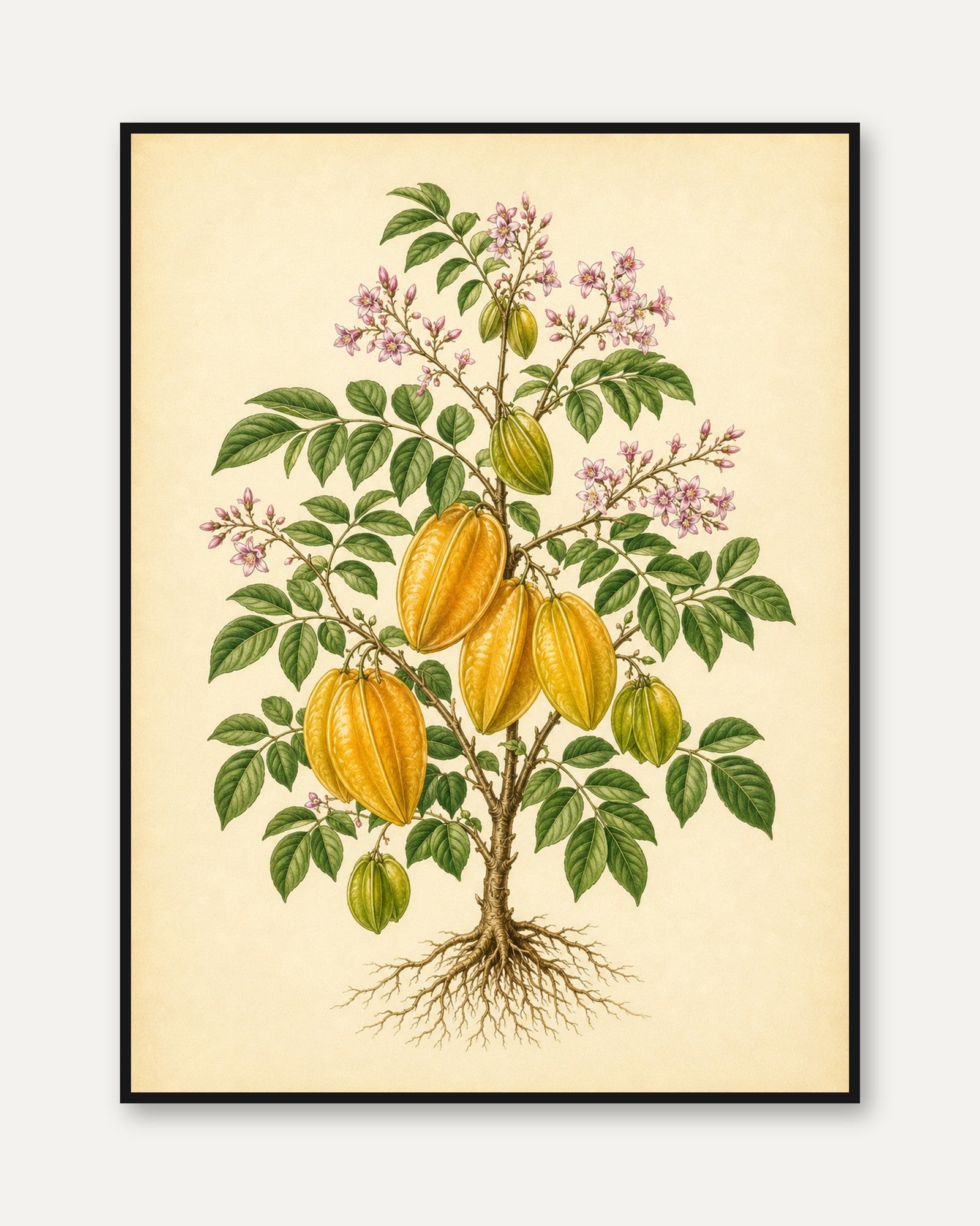 Botanical Starfruit Print — Vintage Tropical Fruit Illustration - framed