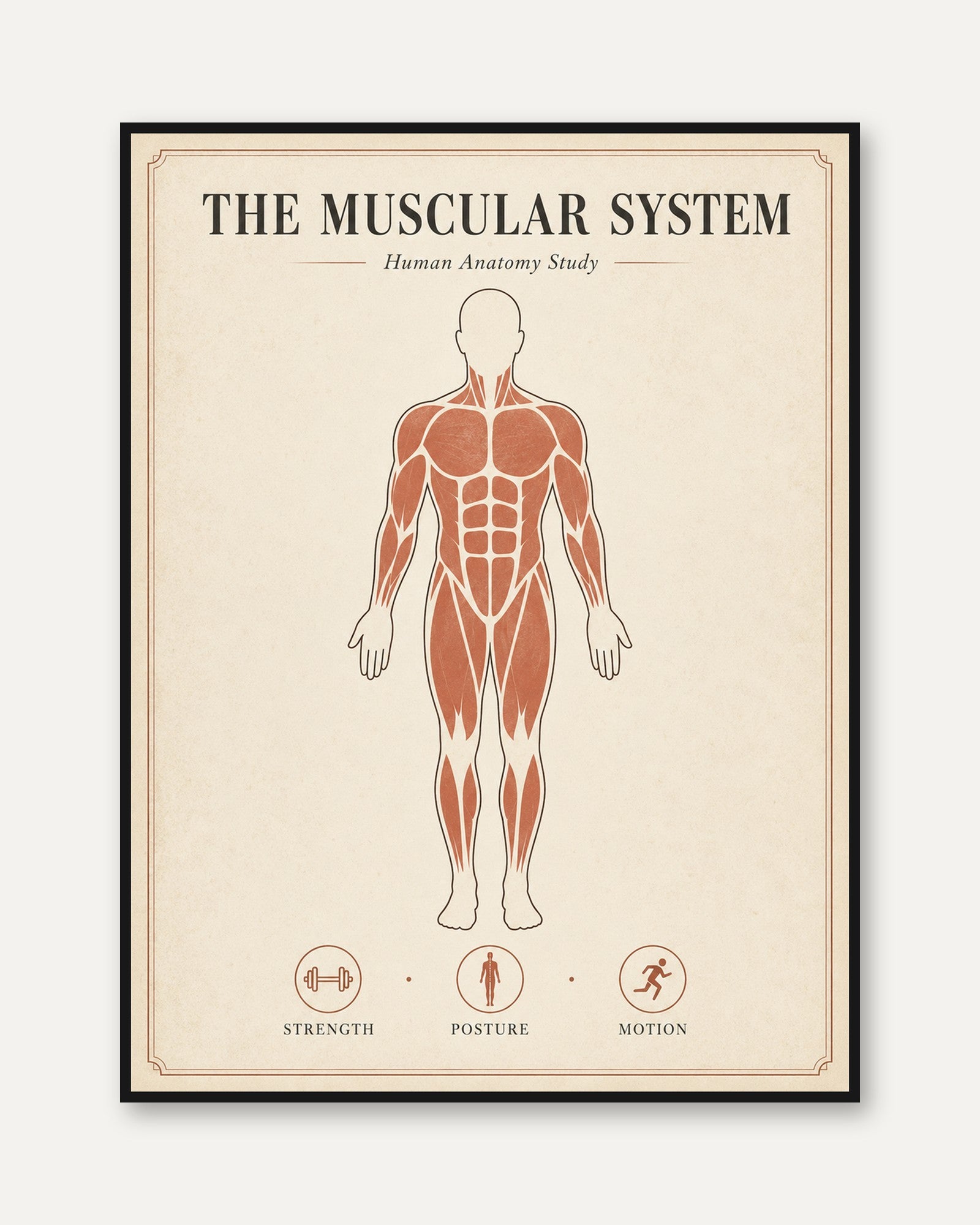 Muscular System Anatomy Print — Human Body Study Chart - framed