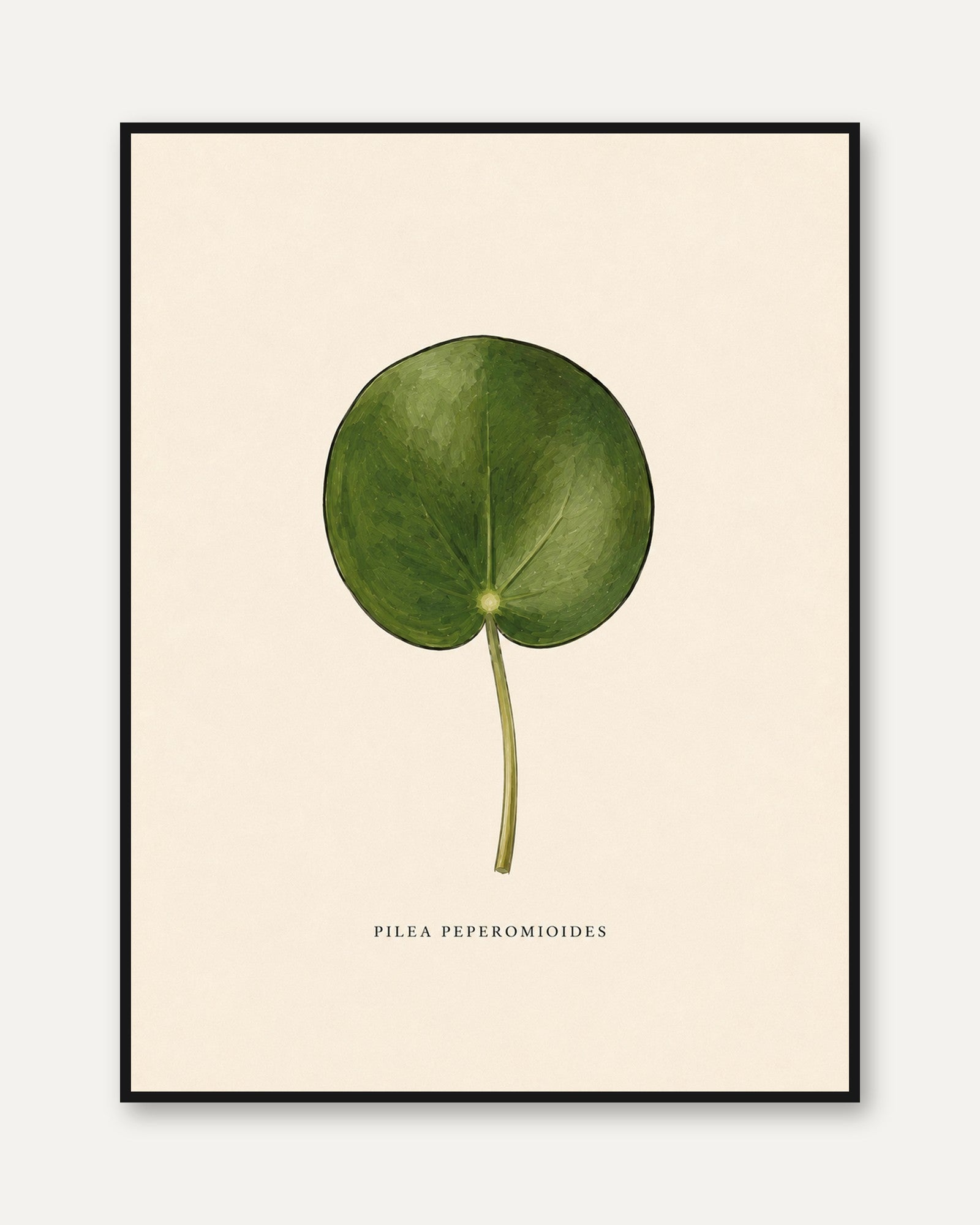 Pilea Peperomioides Botanical Print: Vintage Green Leaf Art - framed