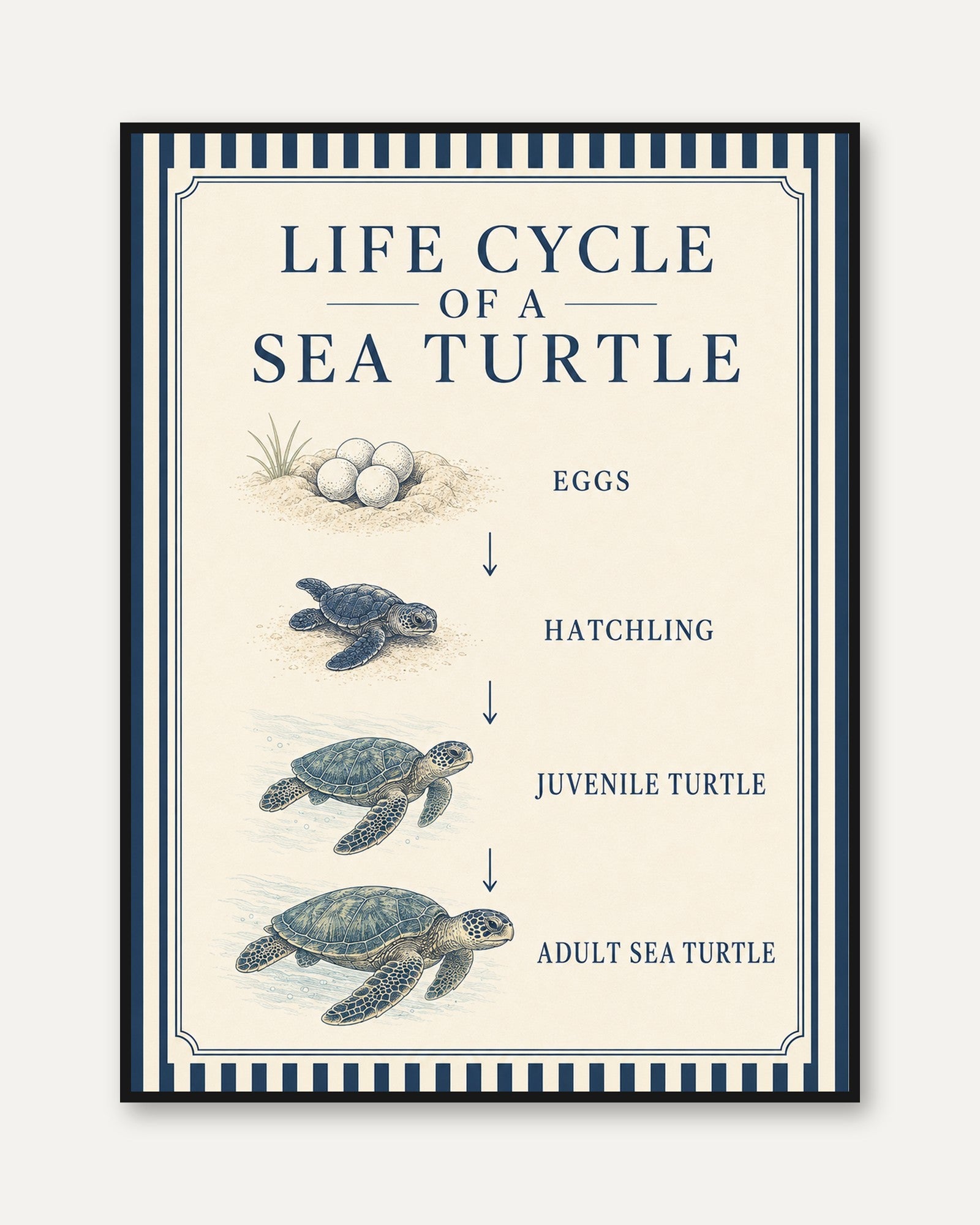 Sea Turtle Wall Art – Life Cycle Poster - framed