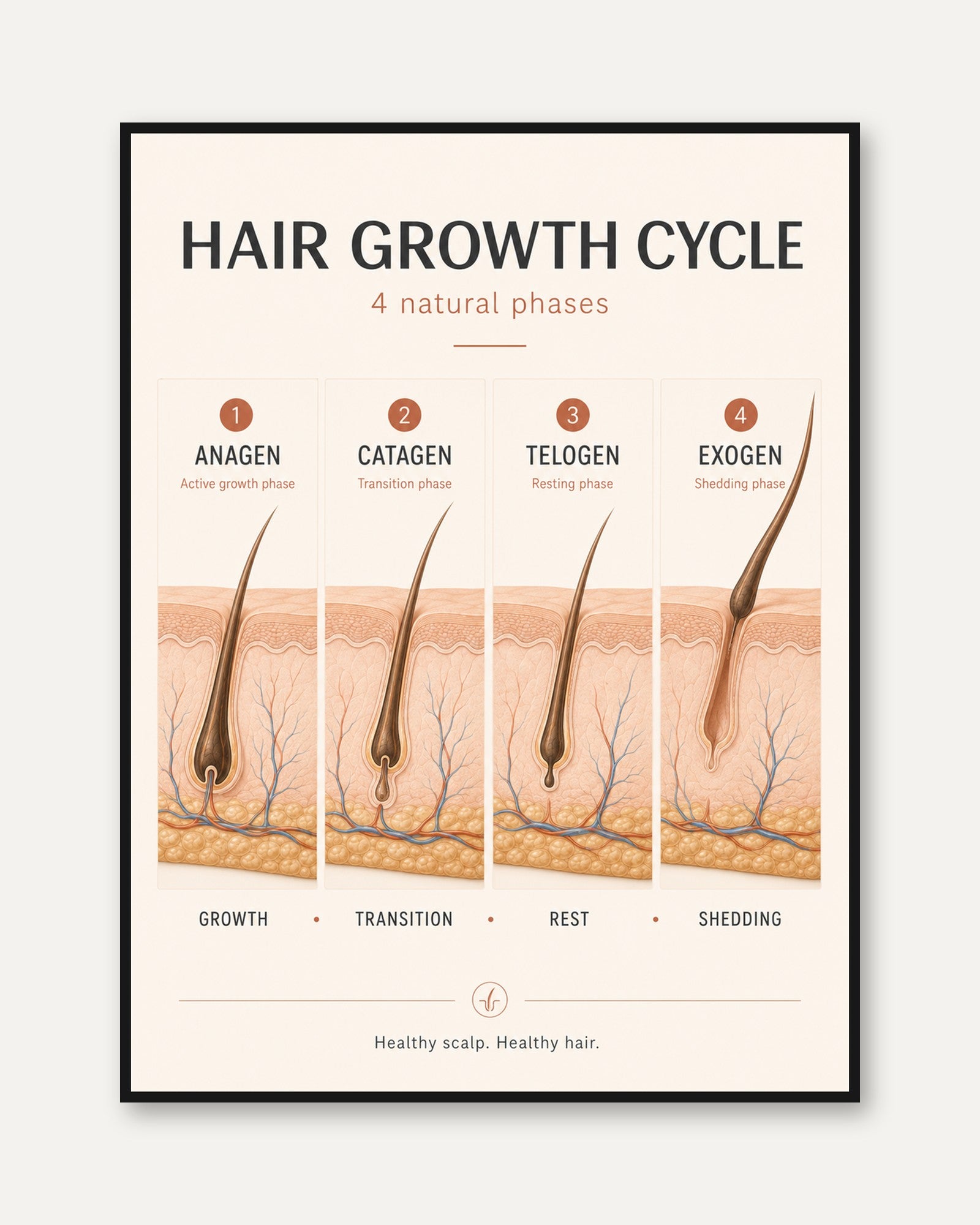 Hair Growth Cycle Poster - framed