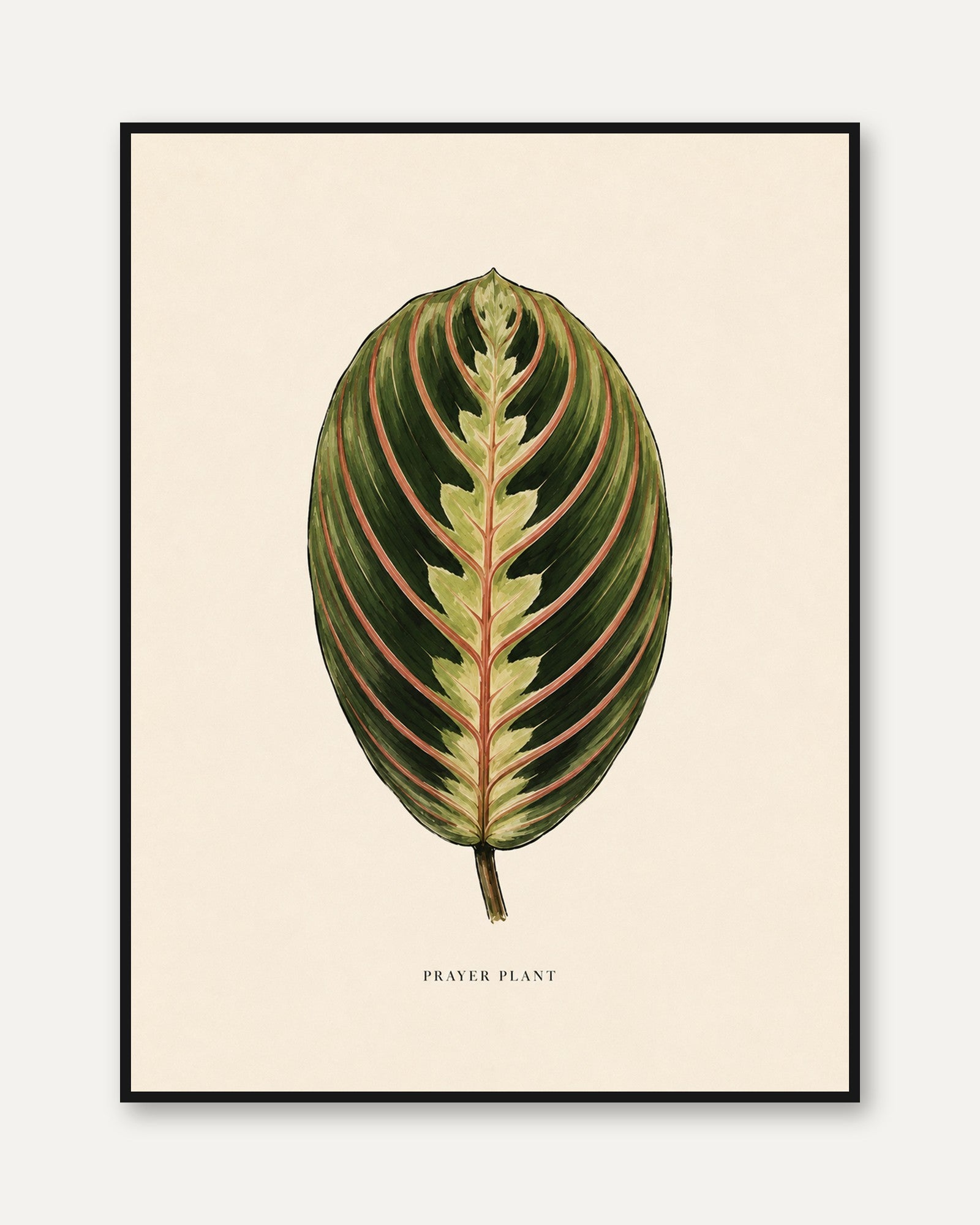 Prayer Plant Wall Art – Botanical Leaf Print - framed